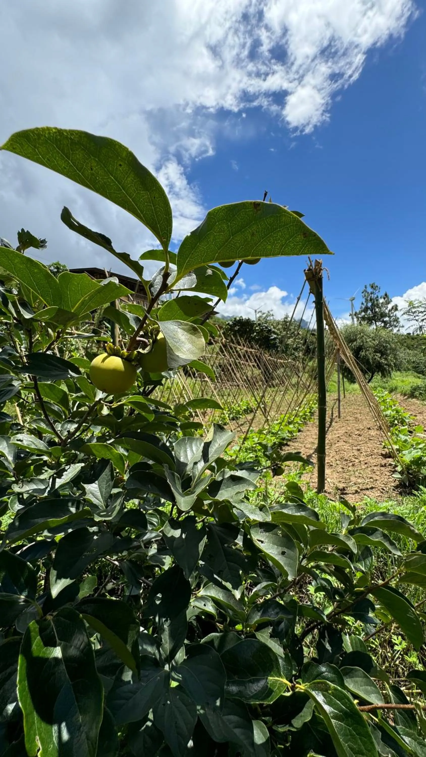 Garden in Wangdue Ecolodge