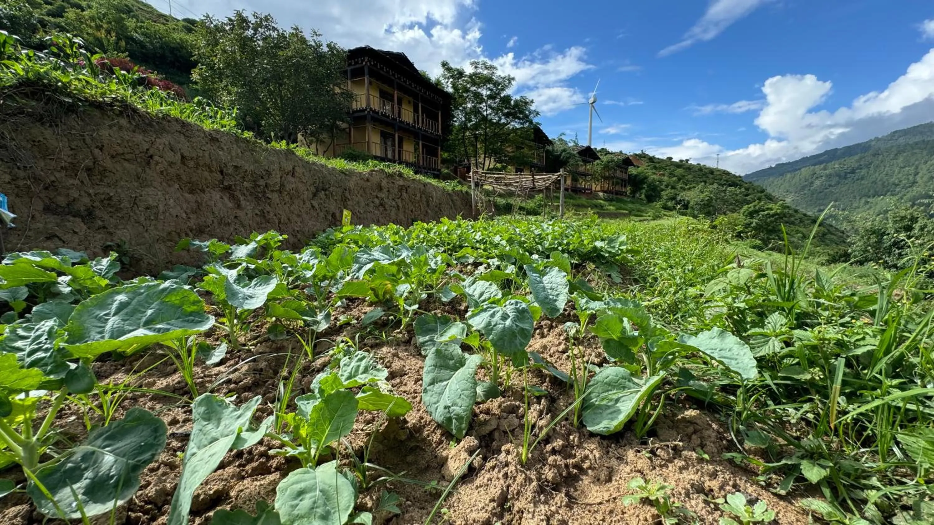 Garden in Wangdue Ecolodge