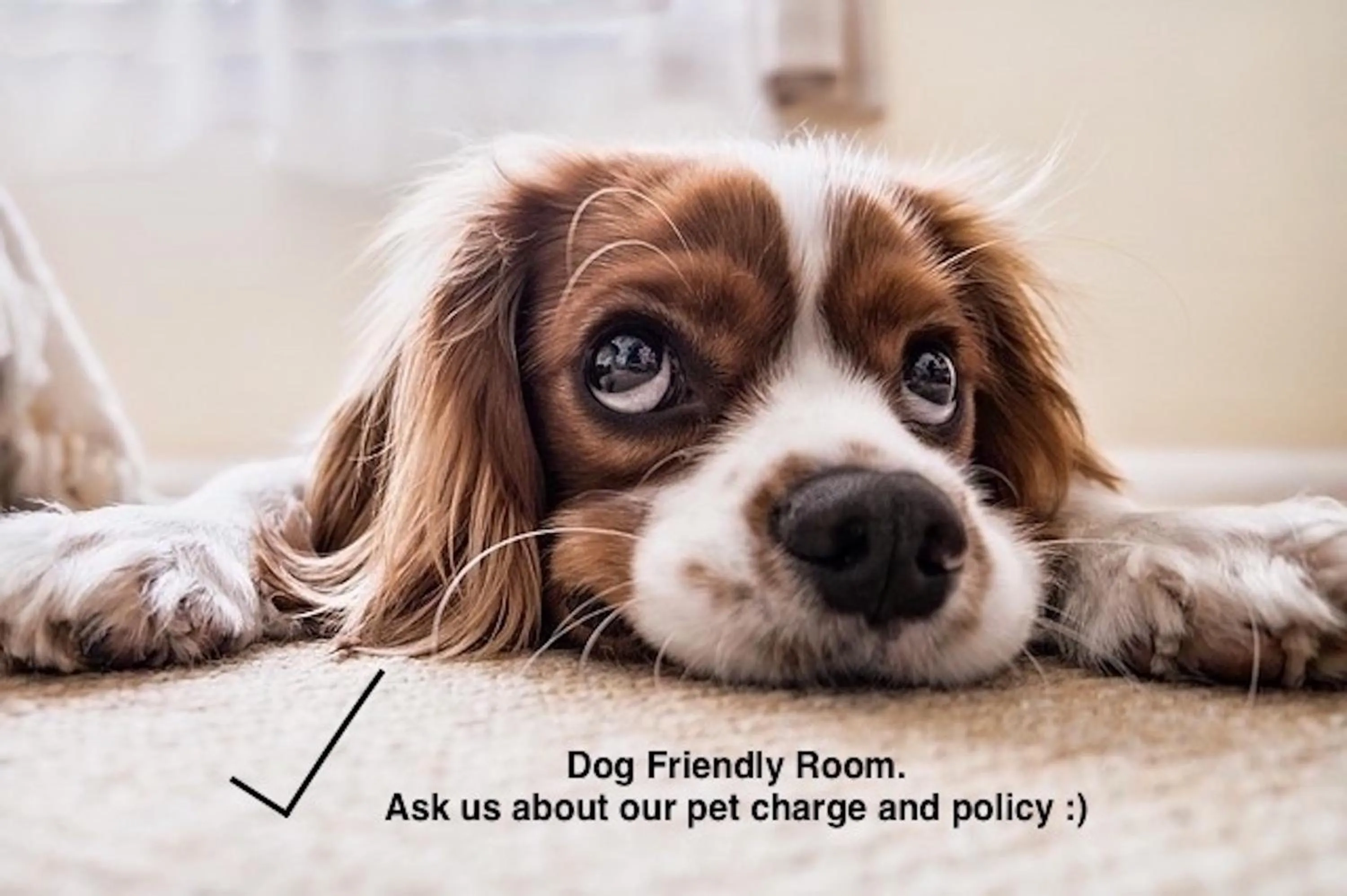 Pets in Fourwinds B&B