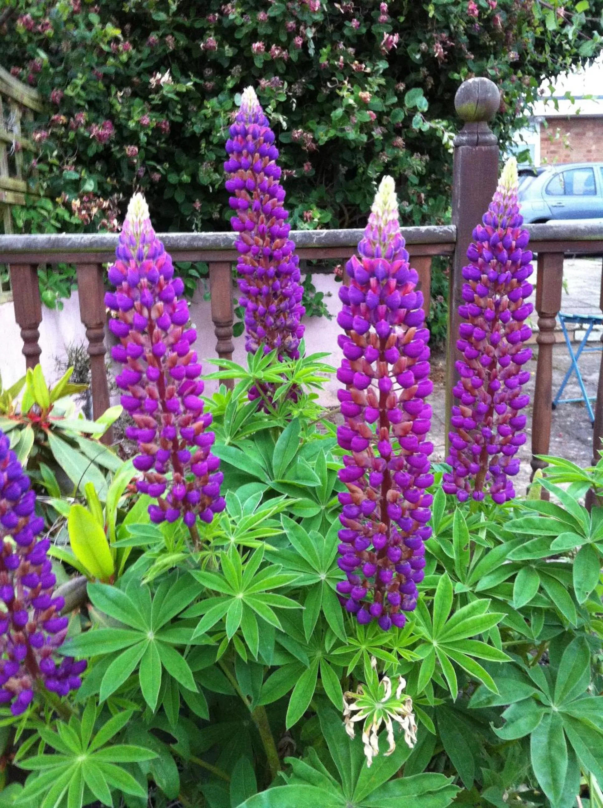 Summer in Fourwinds B&B