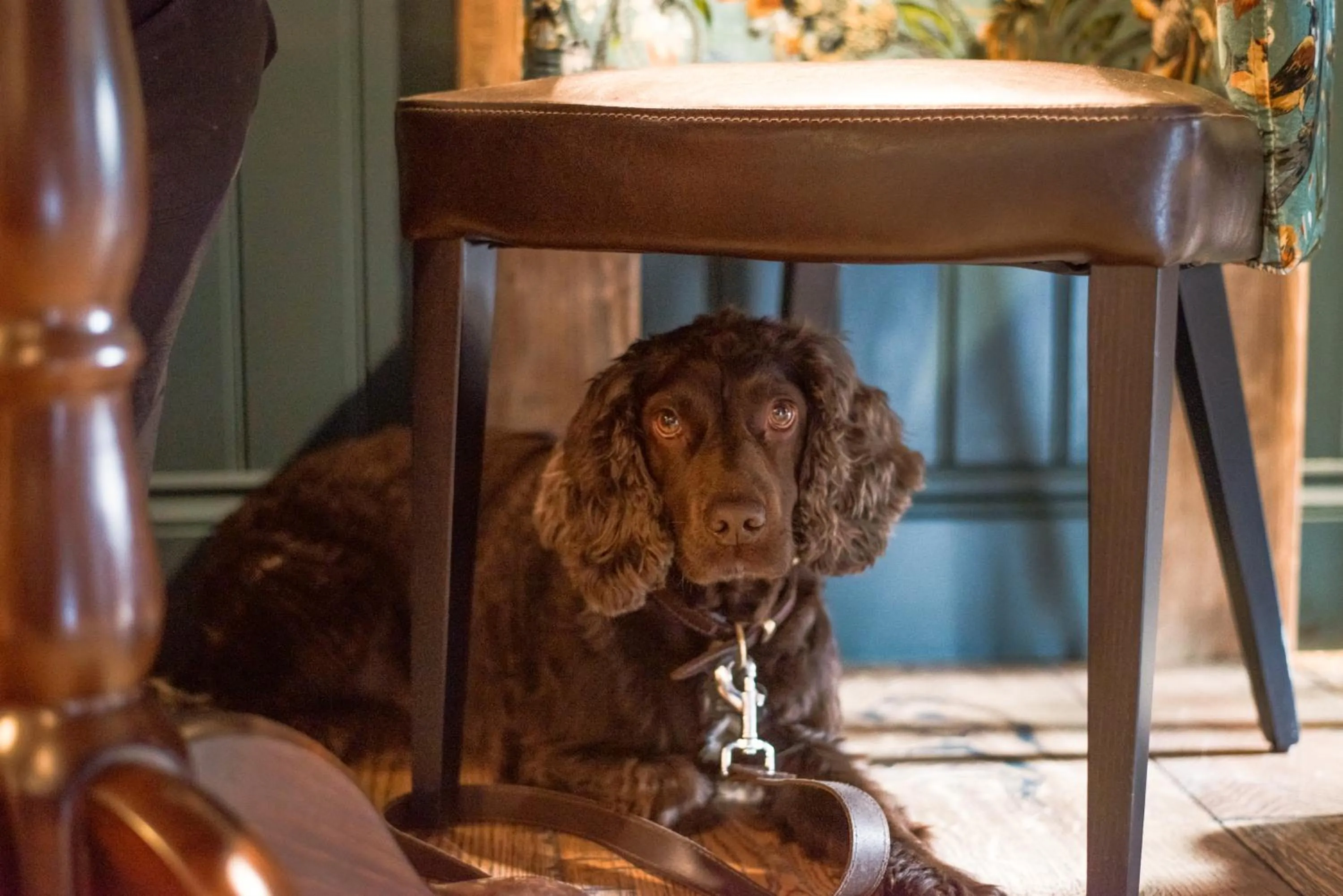 Pets in The Swan at Grasmere- The Inn Collection Group
