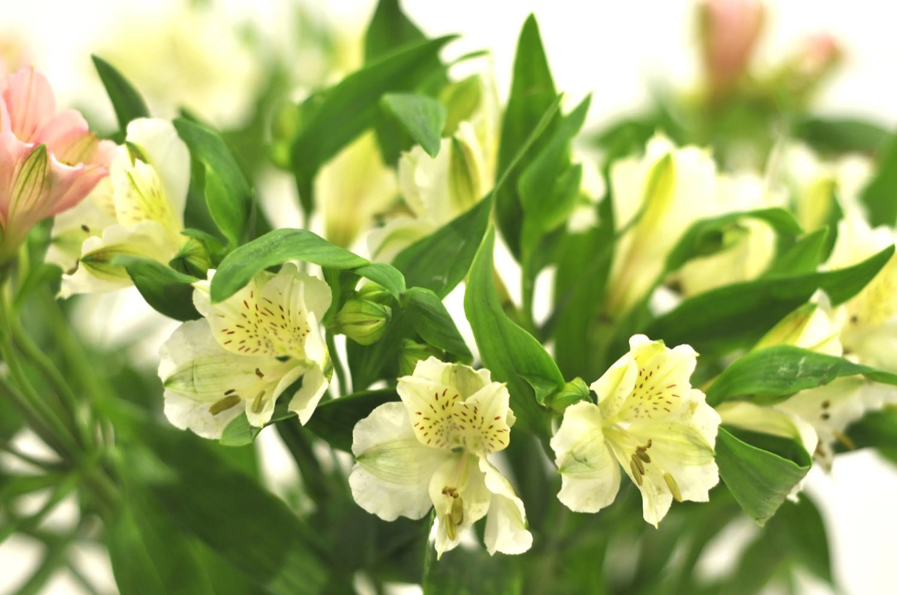 Decorative detail in St John's Lodge Guest House incl off-site leisure club