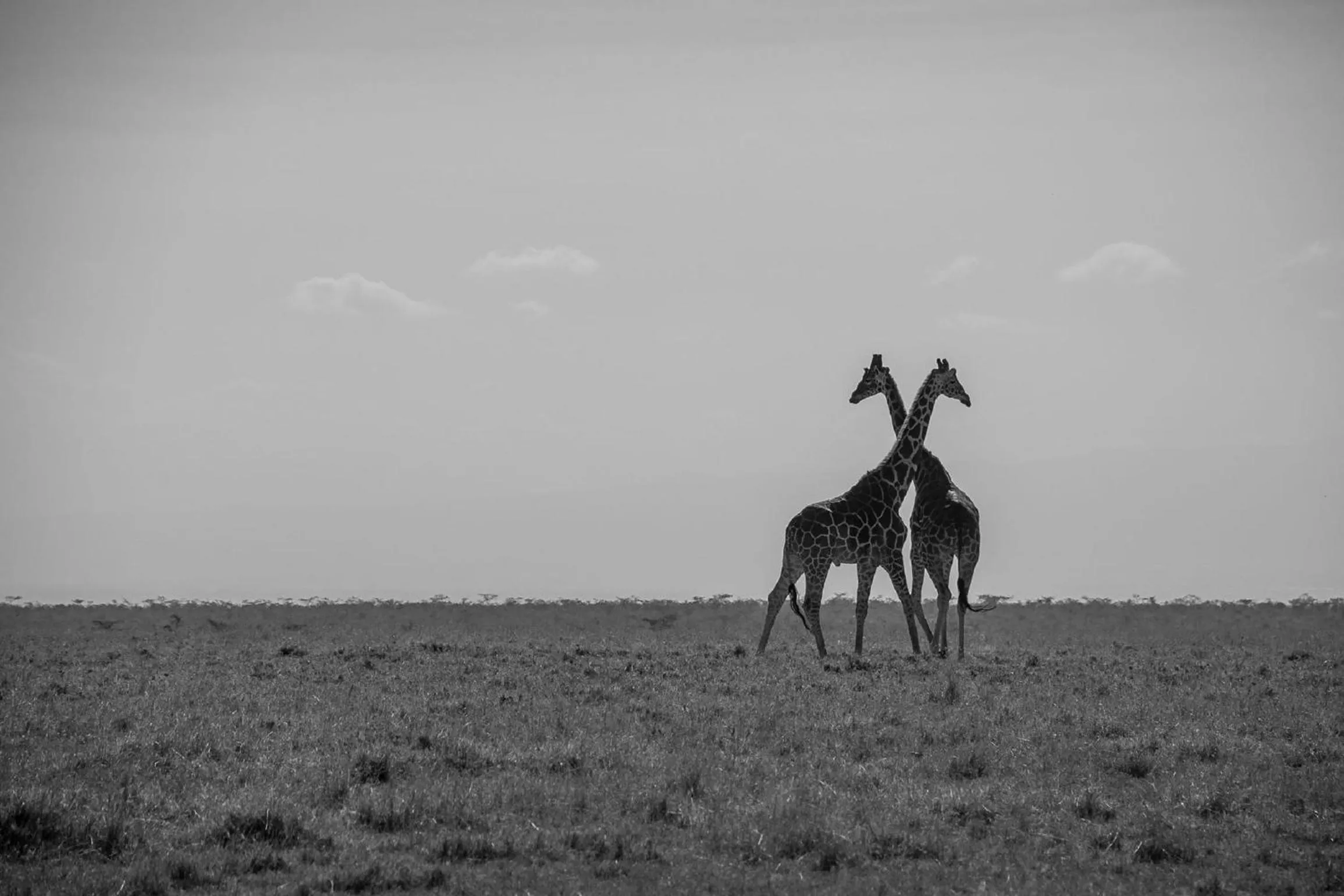 Animals in Mutara Camp- Nanyuki