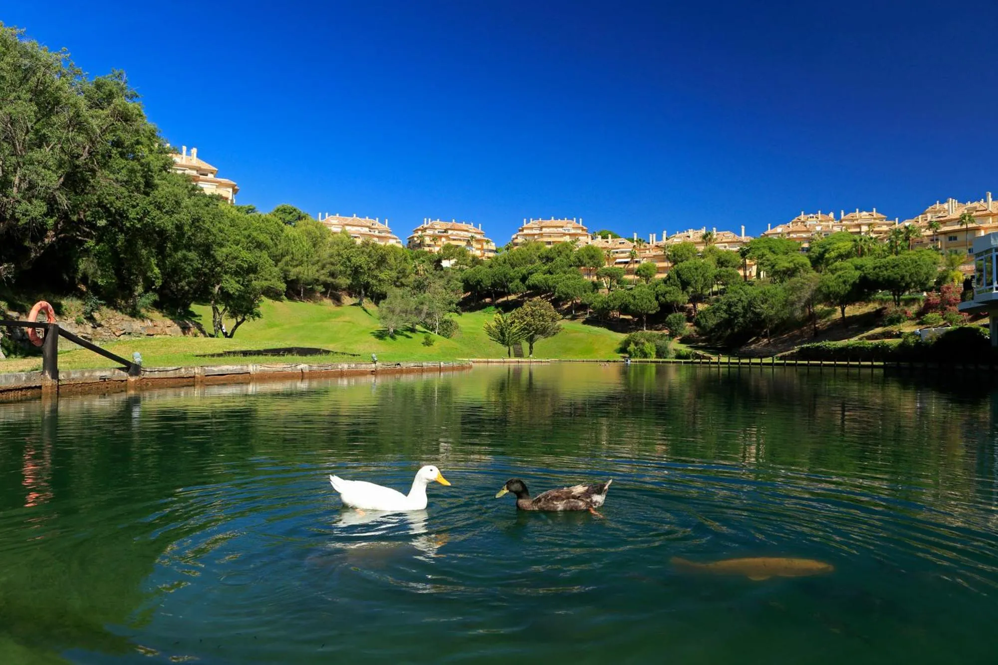 Lake view in Elviria Hills Living