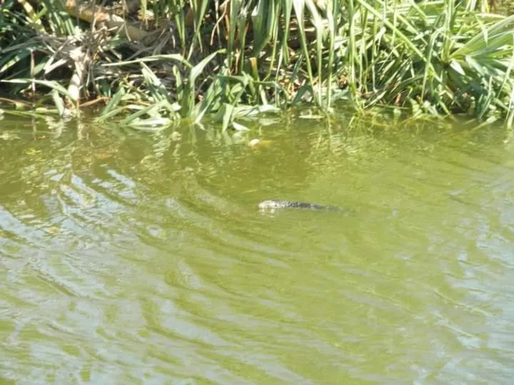 Natural landscape in Lagoonvilla hotel