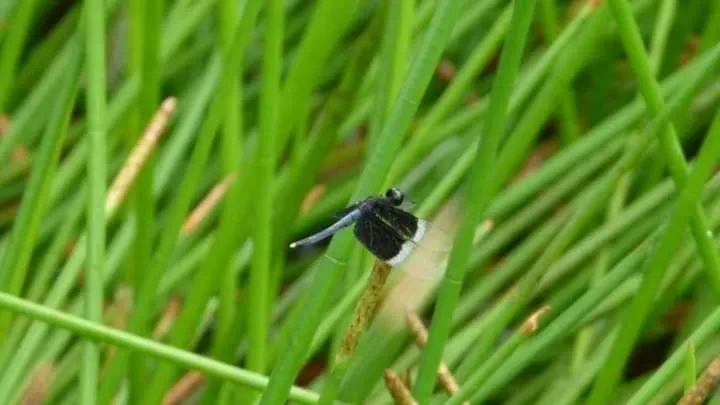Animals in Lagoonvilla hotel