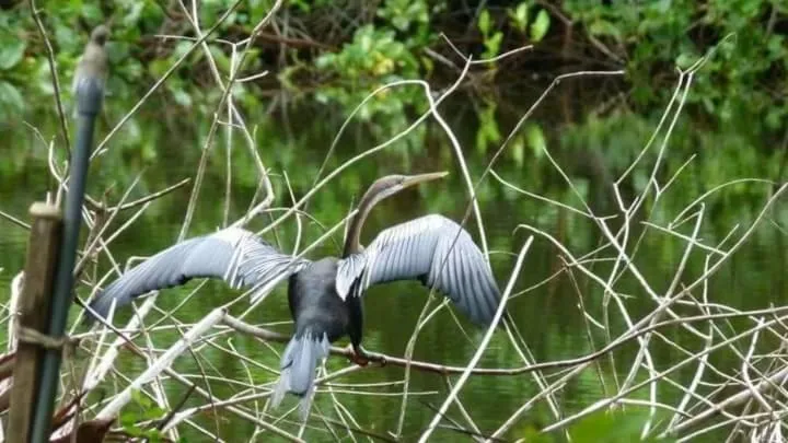 Animals in Lagoonvilla hotel