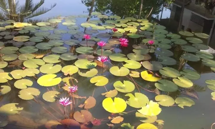 Garden in Lagoonvilla hotel