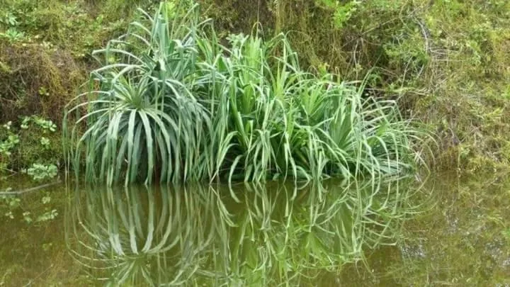 View (from property/room) in Lagoonvilla hotel