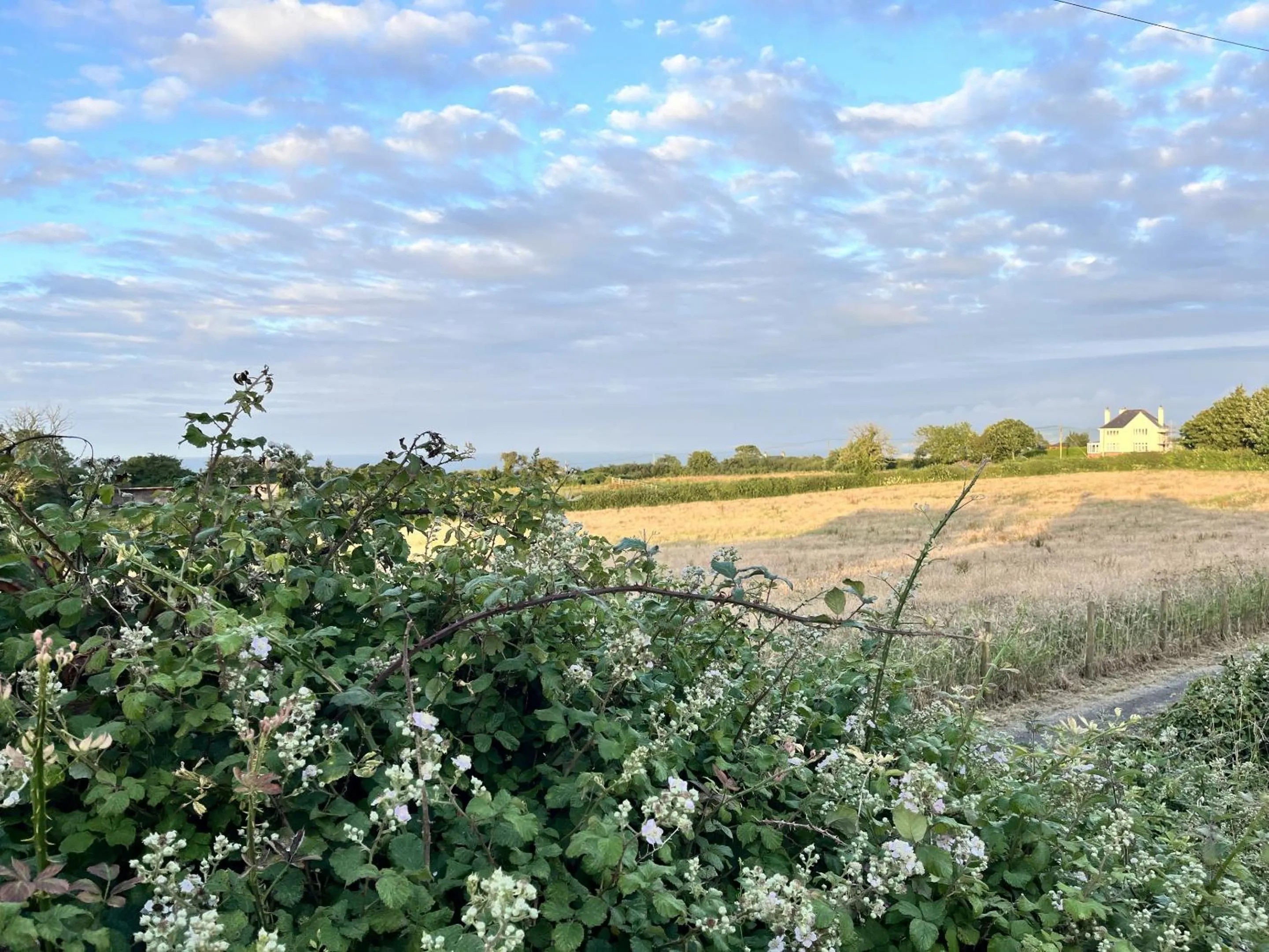View (from property/room) in Ty Dderw Country Inn