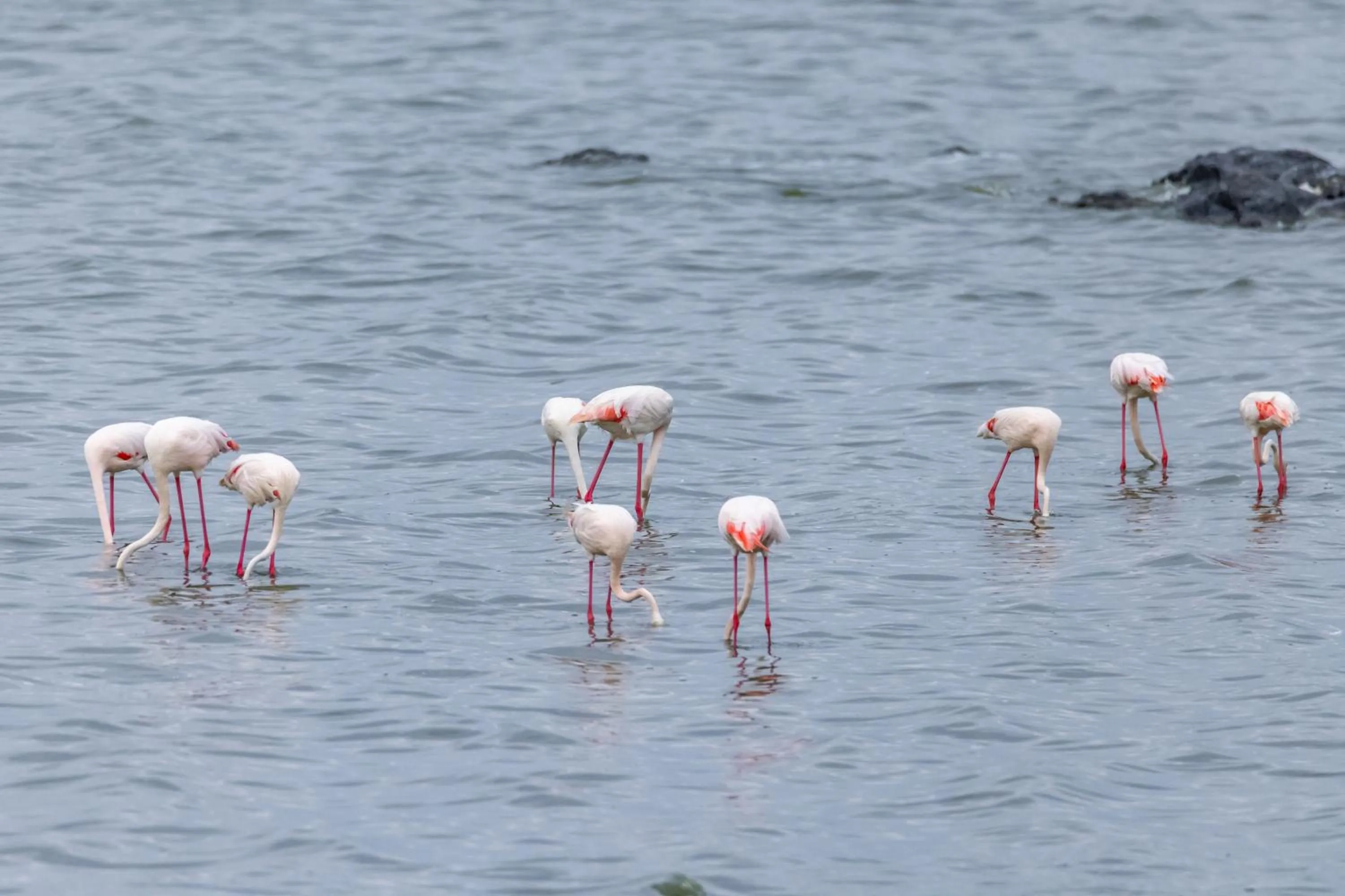 Natural landscape in Sentrim Elementaita Lodge