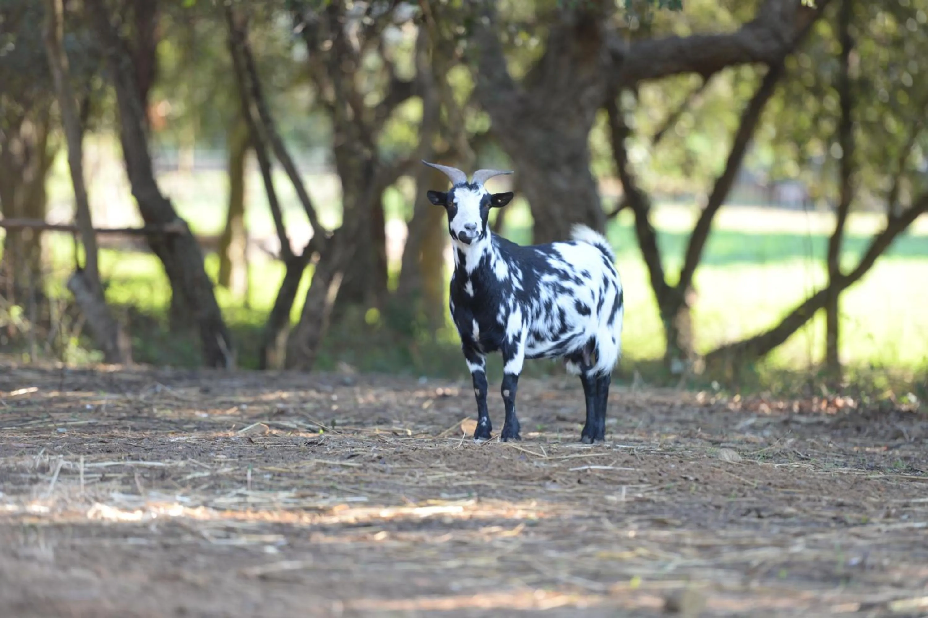 Pets in Quinta Pedagógica da Samoqueirinha - Duna Parque Resorts & Hotels