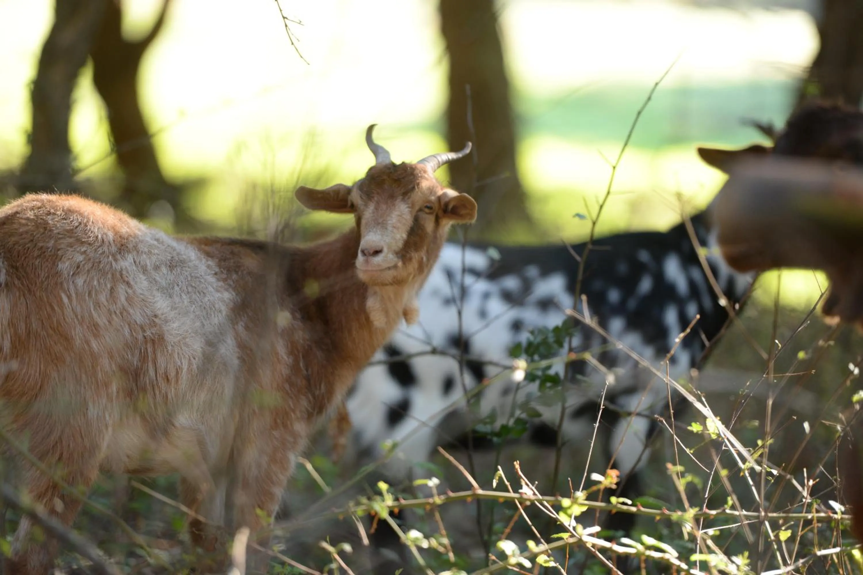 Pets in Quinta Pedagógica da Samoqueirinha - Duna Parque Resorts & Hotels