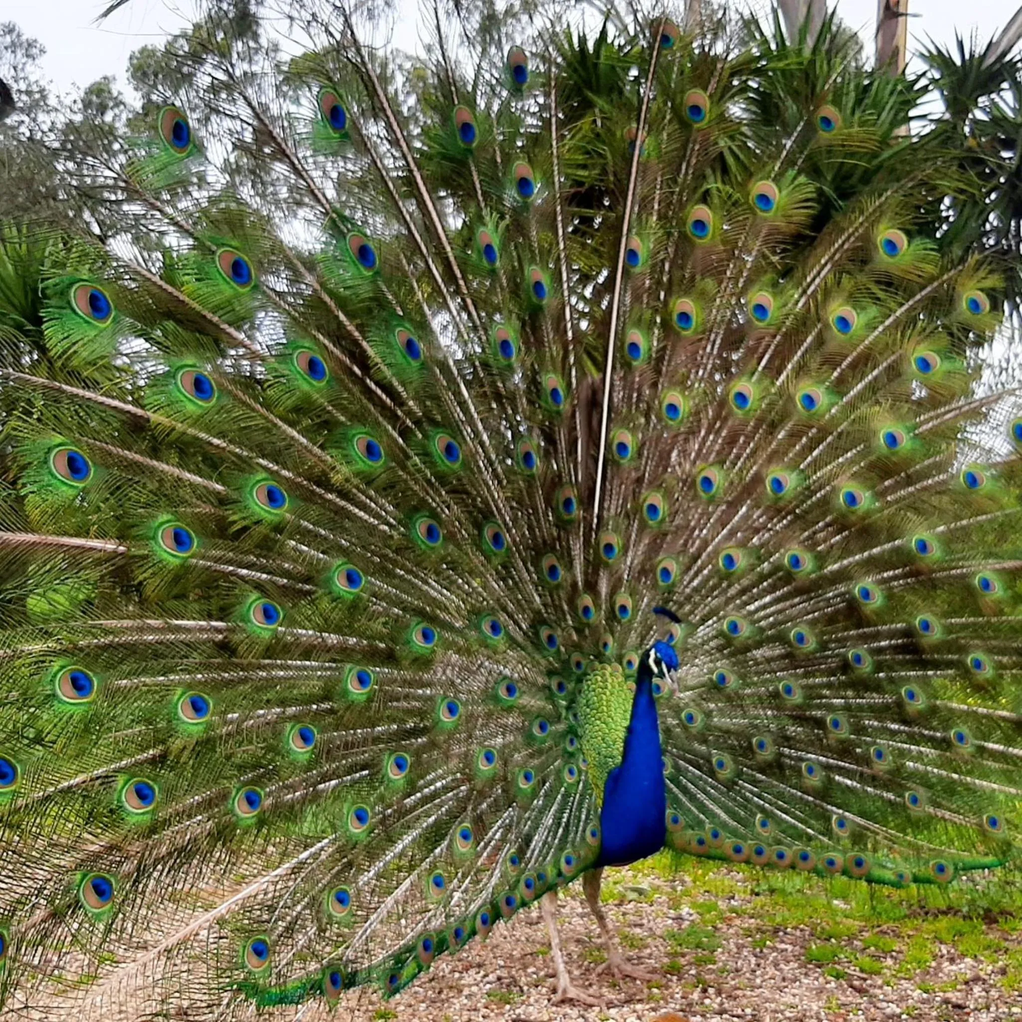 Animals in Quinta Pedagógica da Samoqueirinha - Duna Parque Resorts & Hotels