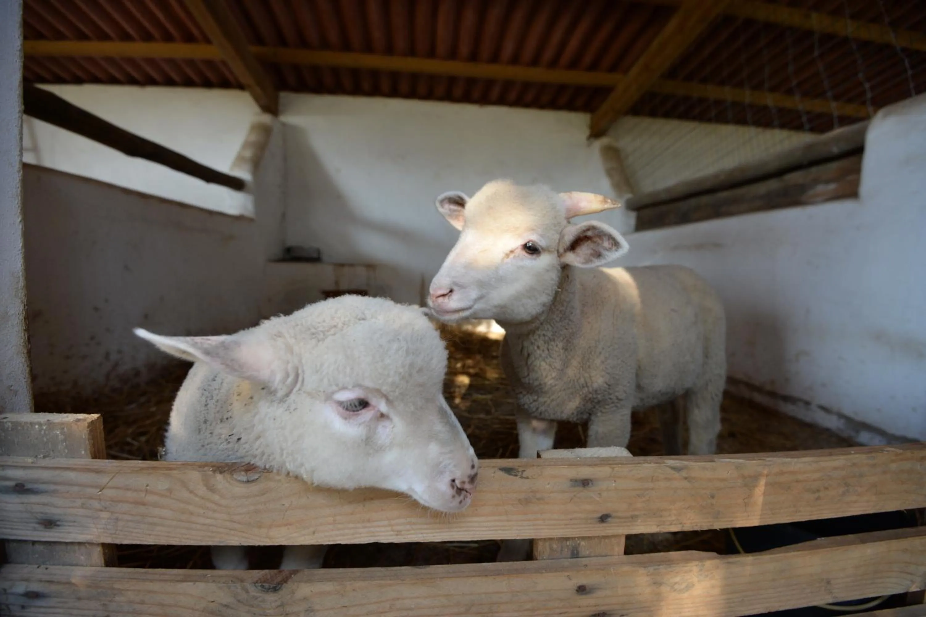 Pets in Quinta Pedagógica da Samoqueirinha - Duna Parque Resorts & Hotels