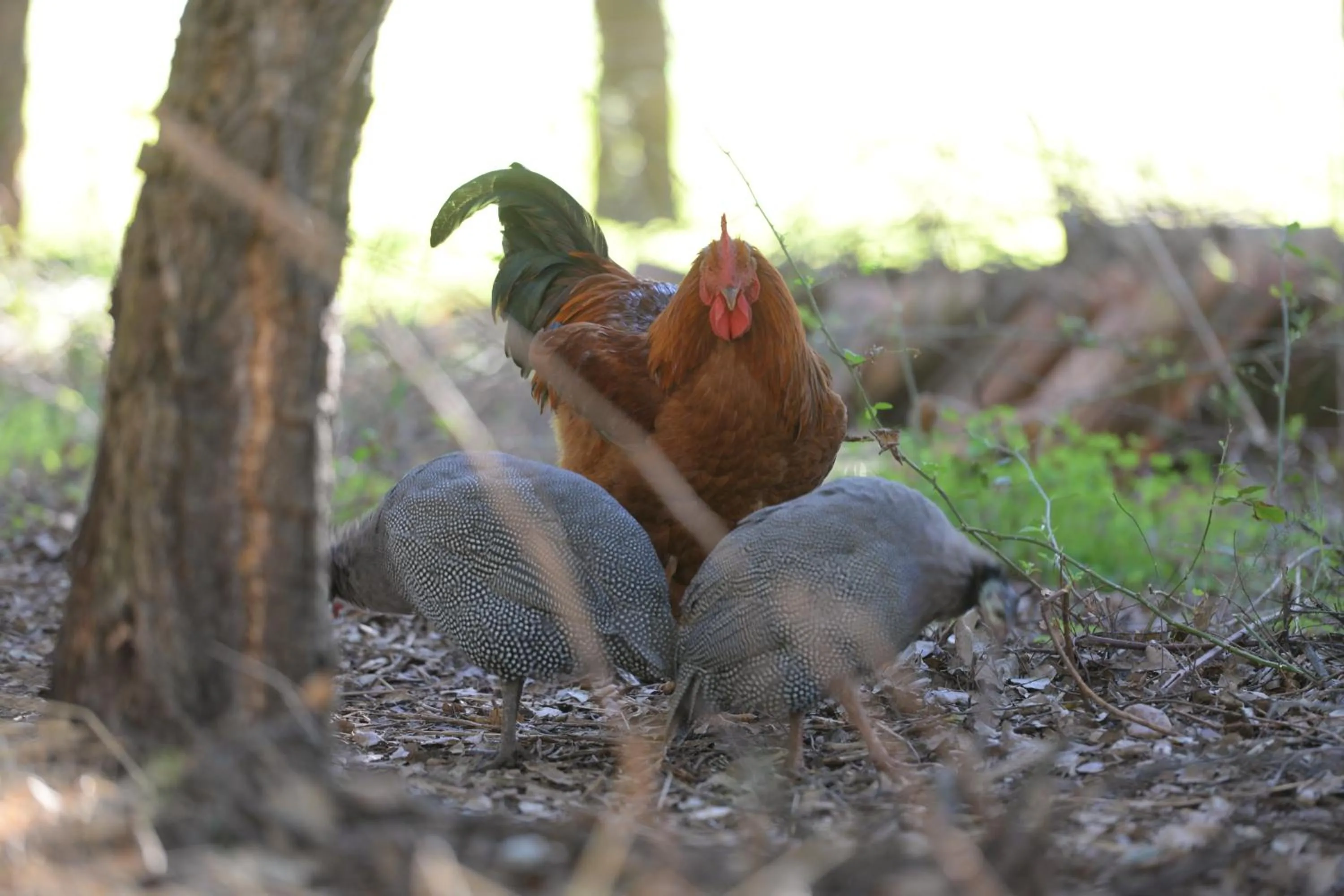 Pets in Quinta Pedagógica da Samoqueirinha - Duna Parque Resorts & Hotels