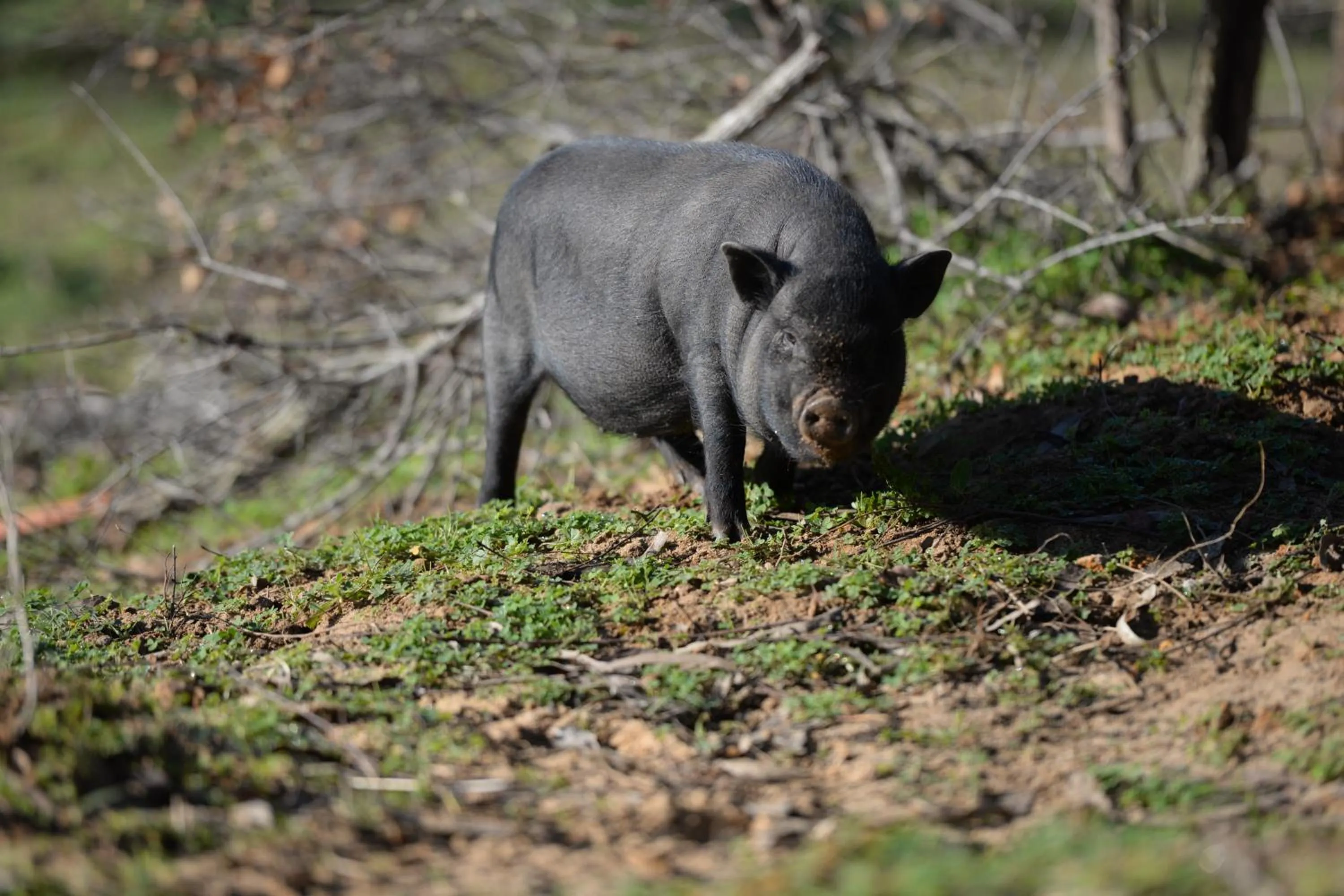 Pets in Quinta Pedagógica da Samoqueirinha - Duna Parque Resorts & Hotels