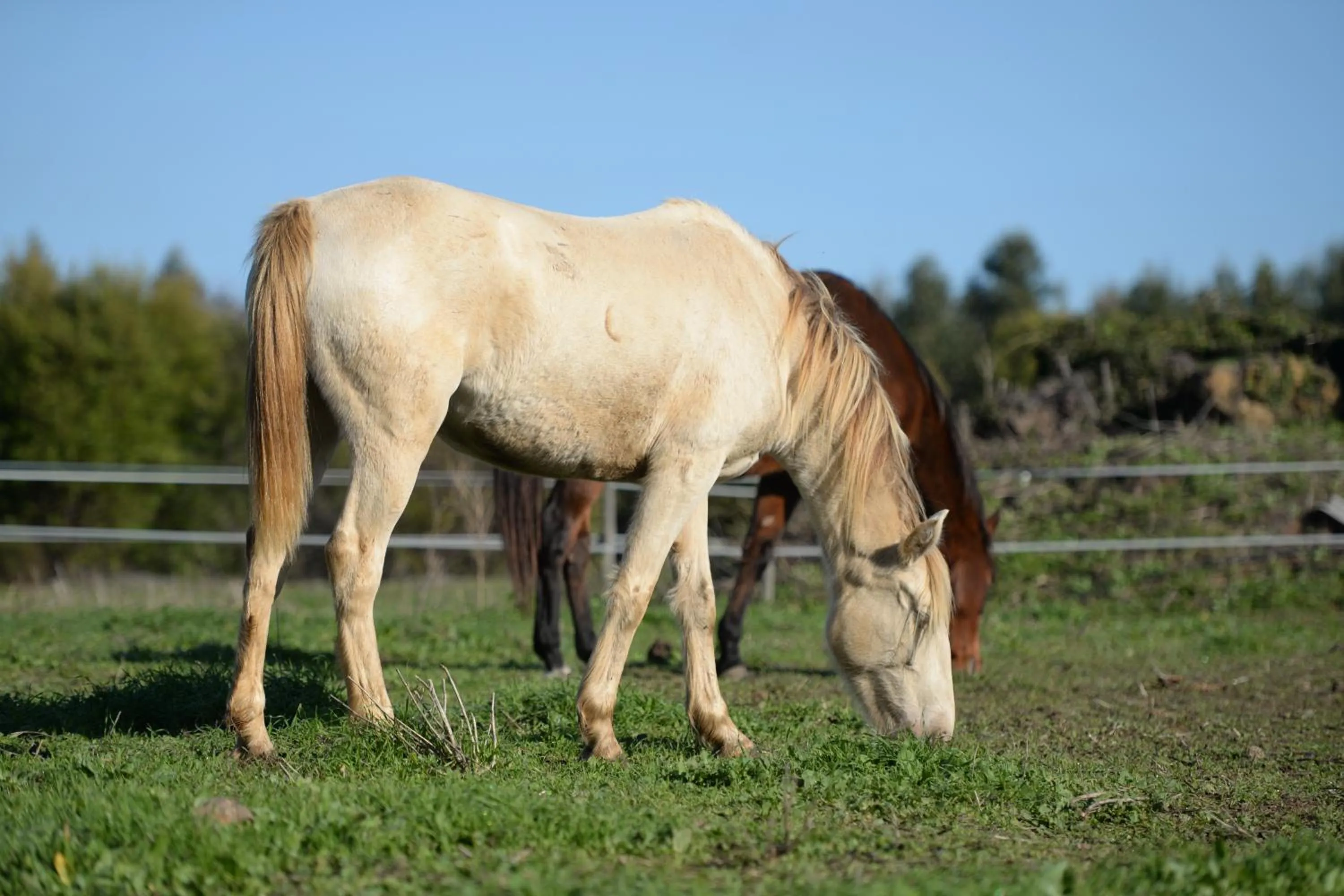 Pets in Quinta Pedagógica da Samoqueirinha - Duna Parque Resorts & Hotels