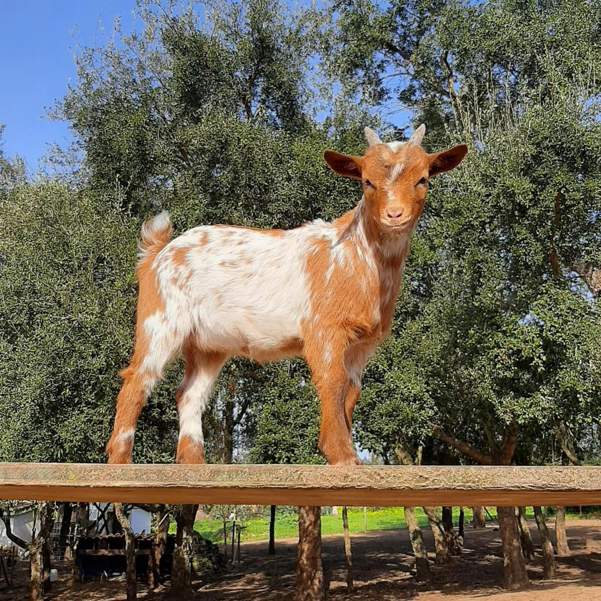 Animals in Quinta Pedagógica da Samoqueirinha - Duna Parque Resorts & Hotels