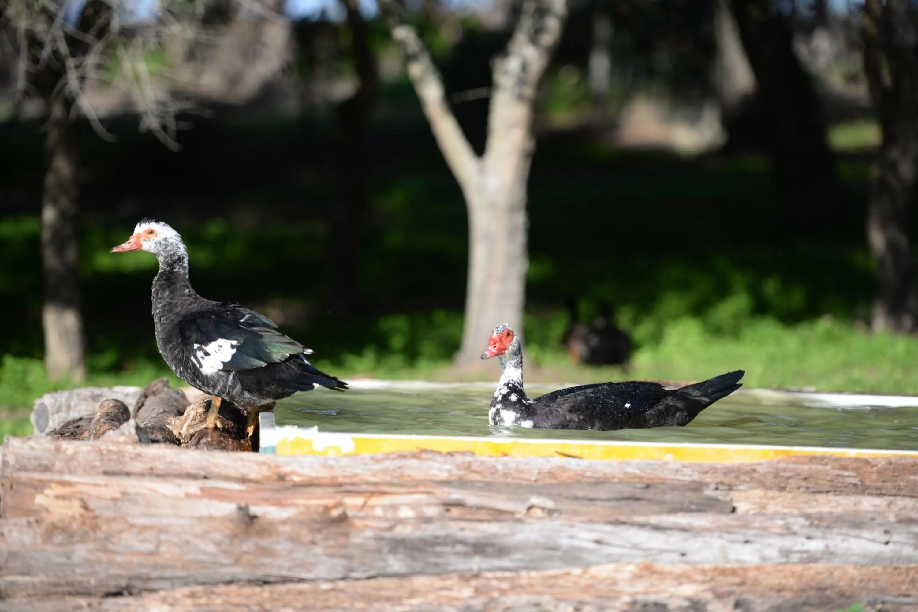 Pets in Quinta Pedagógica da Samoqueirinha - Duna Parque Resorts & Hotels