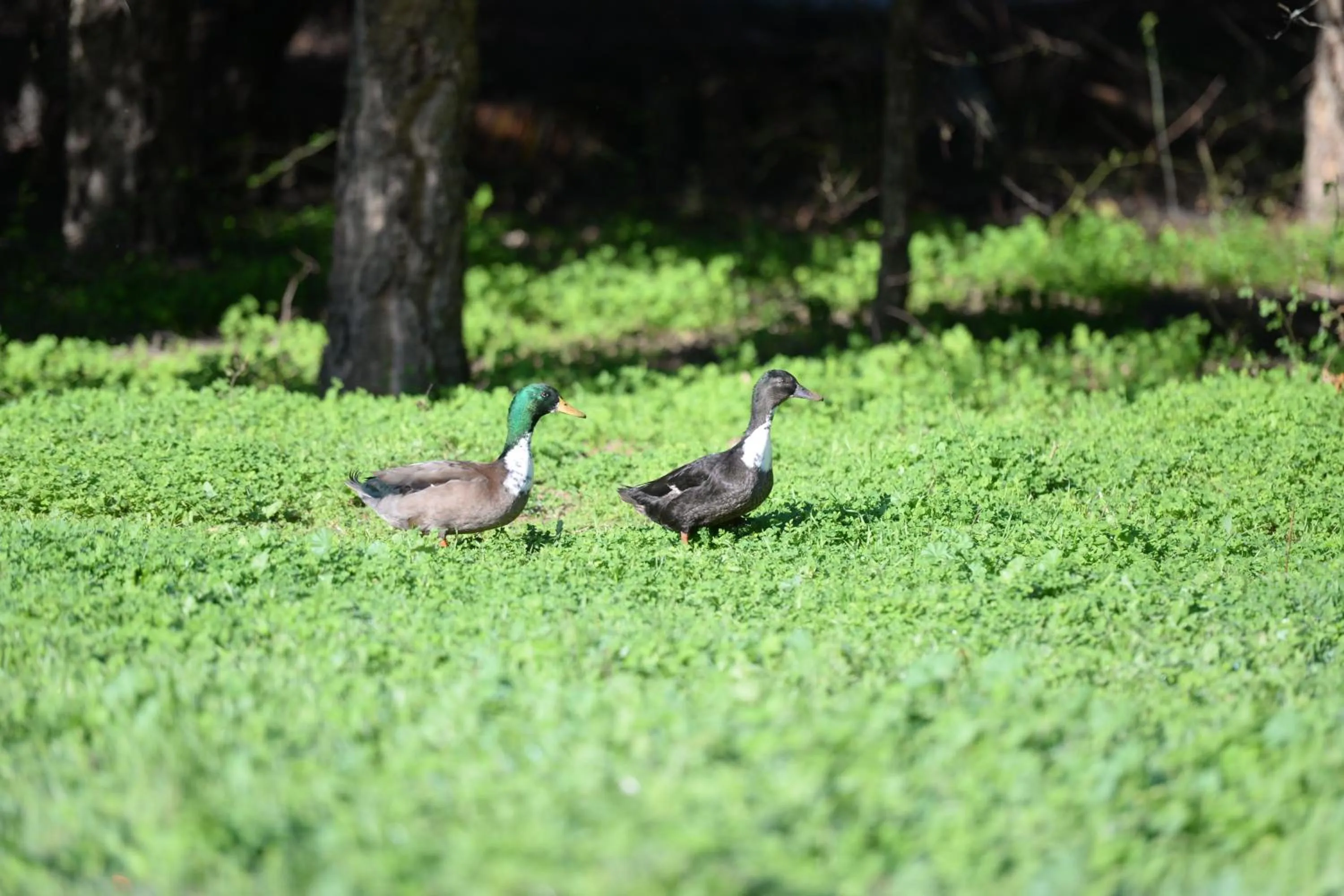 Pets in Quinta Pedagógica da Samoqueirinha - Duna Parque Resorts & Hotels