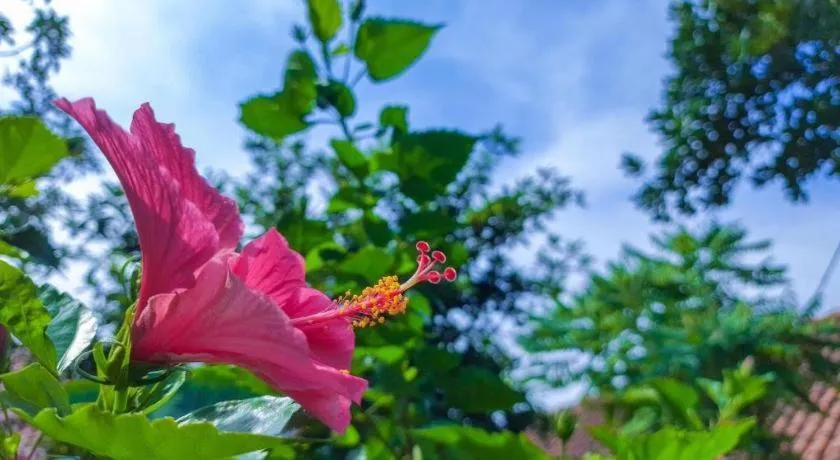 Papyrus Tropical Hotel