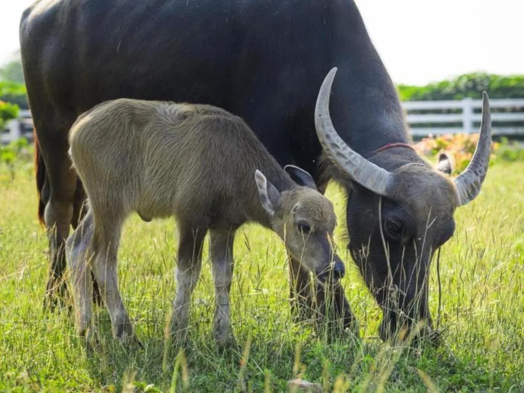 Baan Souchada Resort & Spa