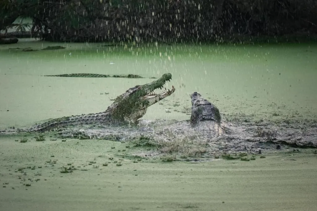 Raz Hotel and Convention