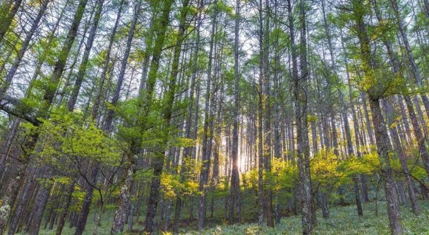 Grand Daira Hotel Palembang