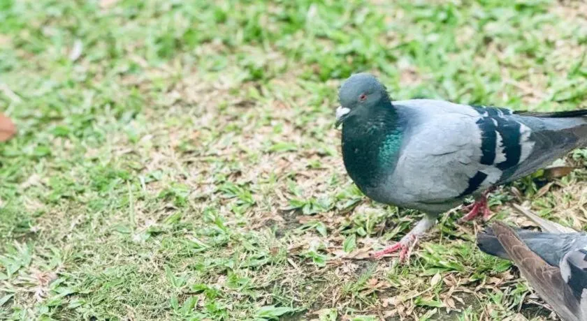 Chiang Mai Panda Hostel