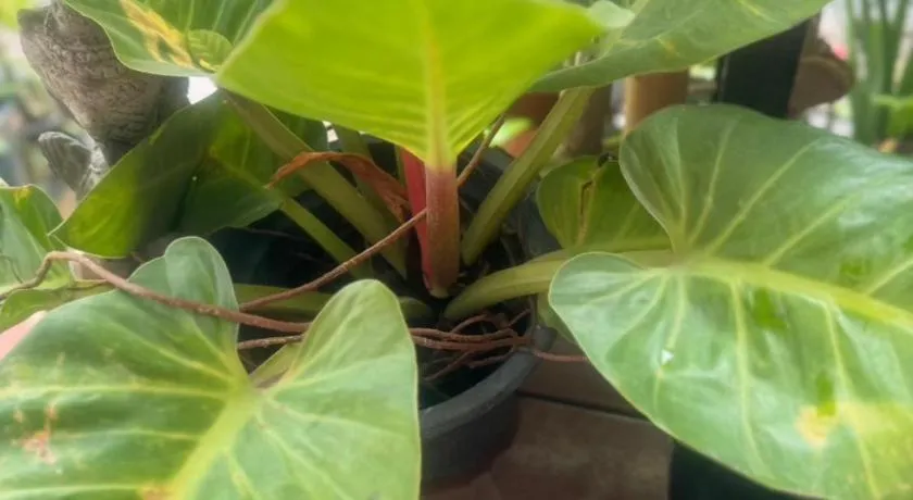 Chiang Mai Panda Hostel