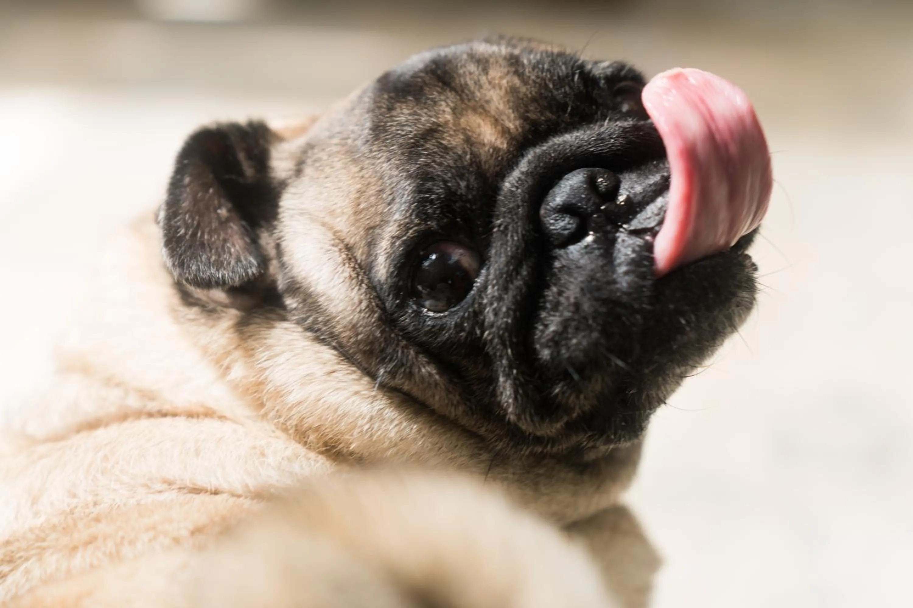 Pets in Green Sanctuary Hotel