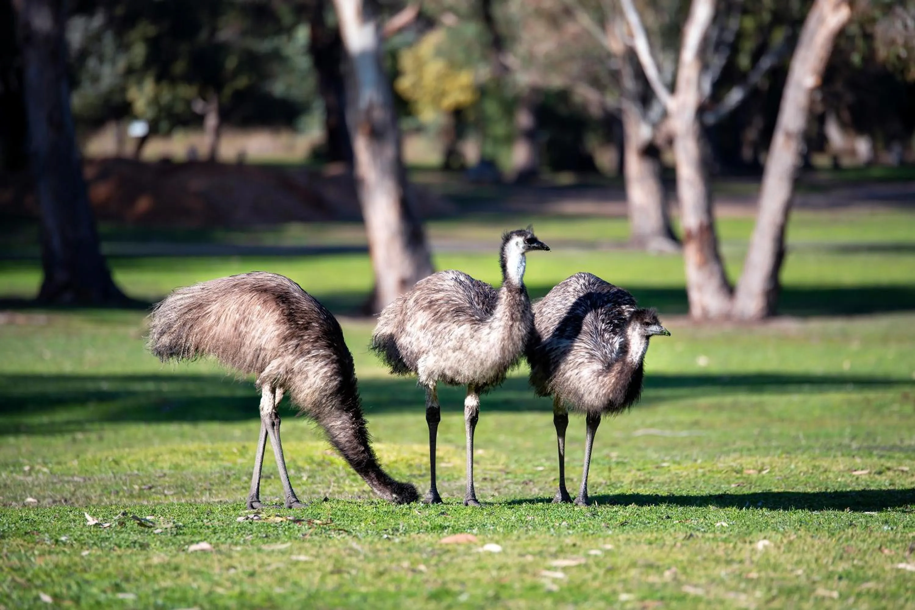 Animals in Breeze Holiday Parks - Grampians