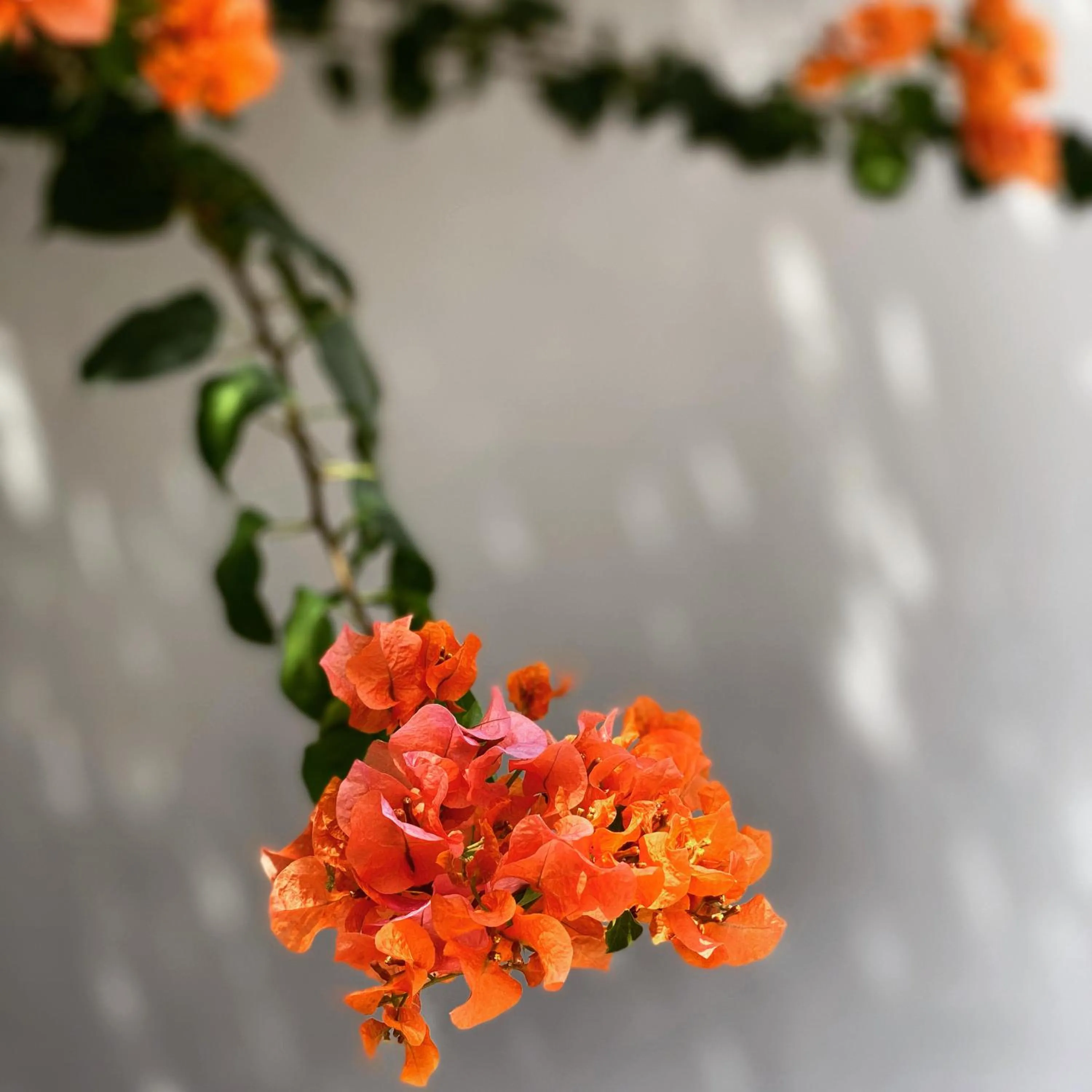 Garden view in The Killians Boutique Hotel