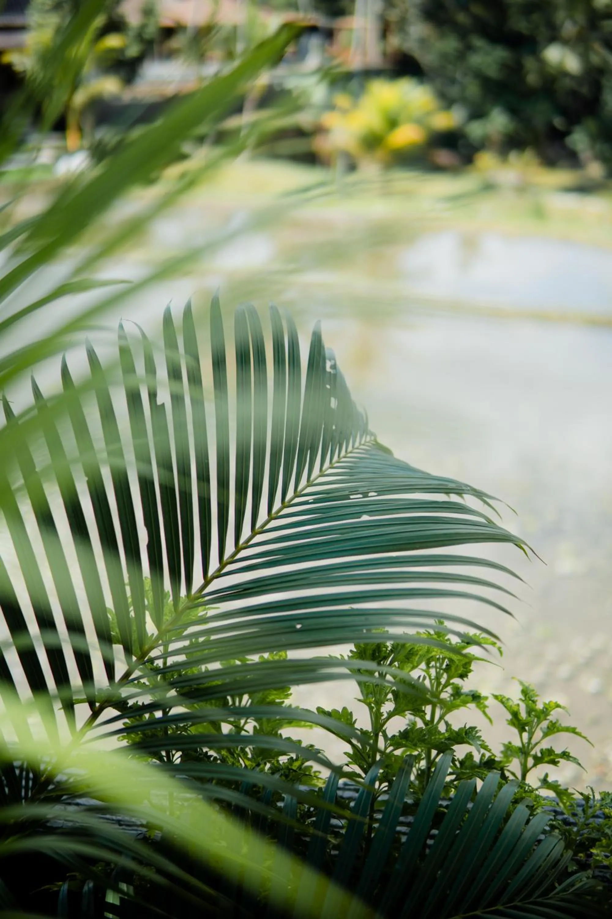 Natural landscape in Taksu Sebatu Villa by Dhananjaya Hospitality