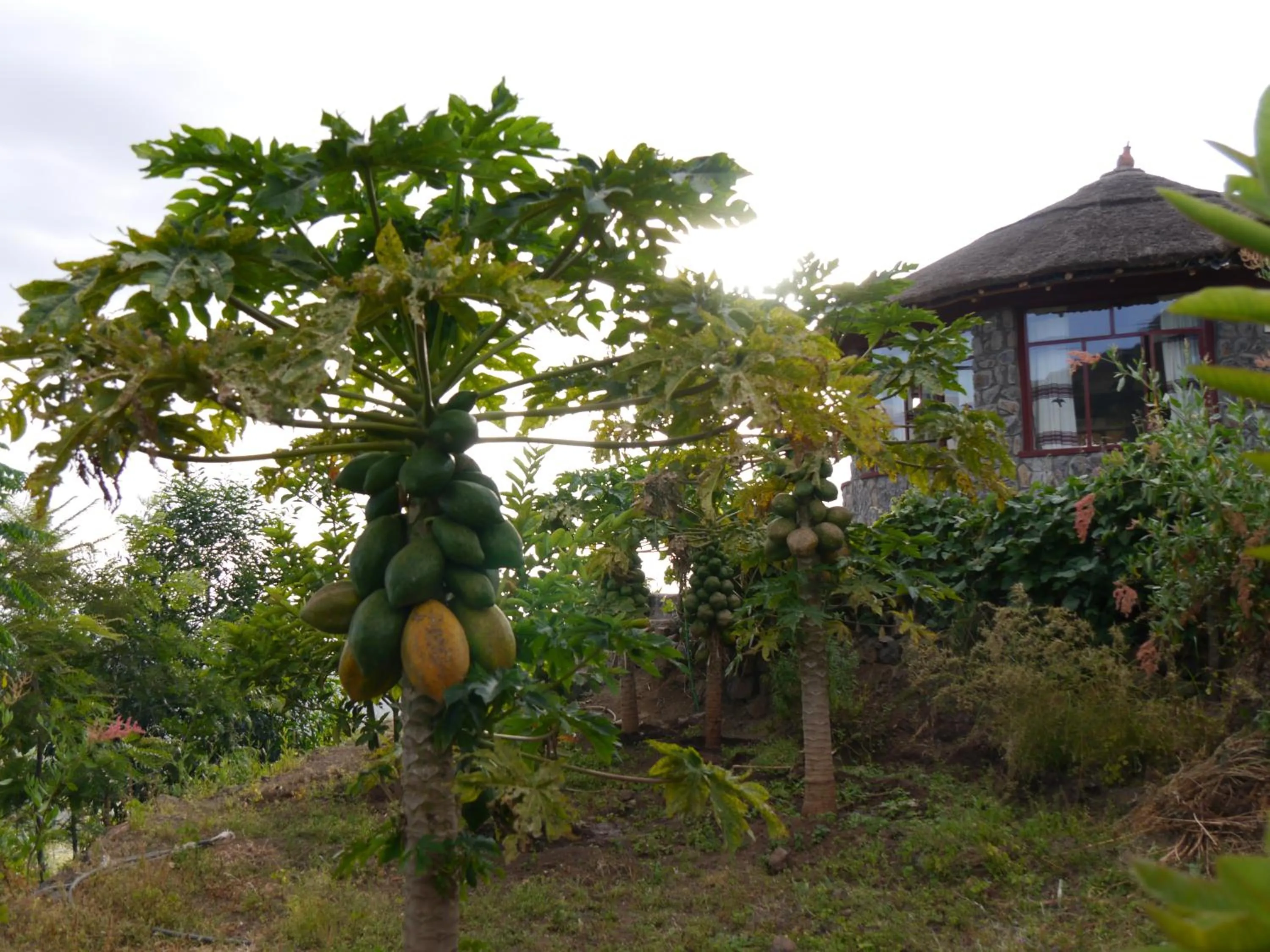 Garden in Sora Lodge Lalibela