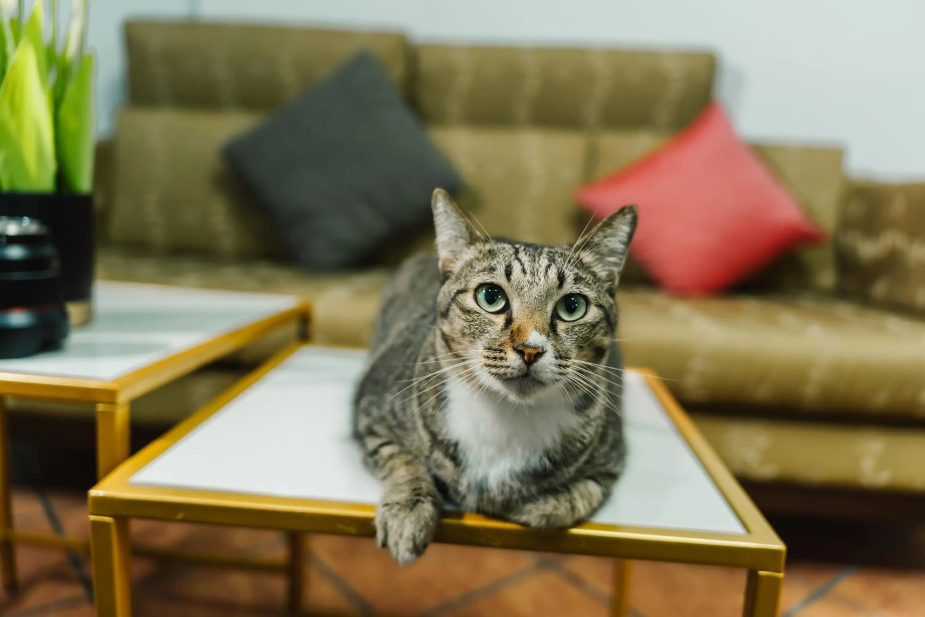 Pets in Saiyuan Residence Phuket