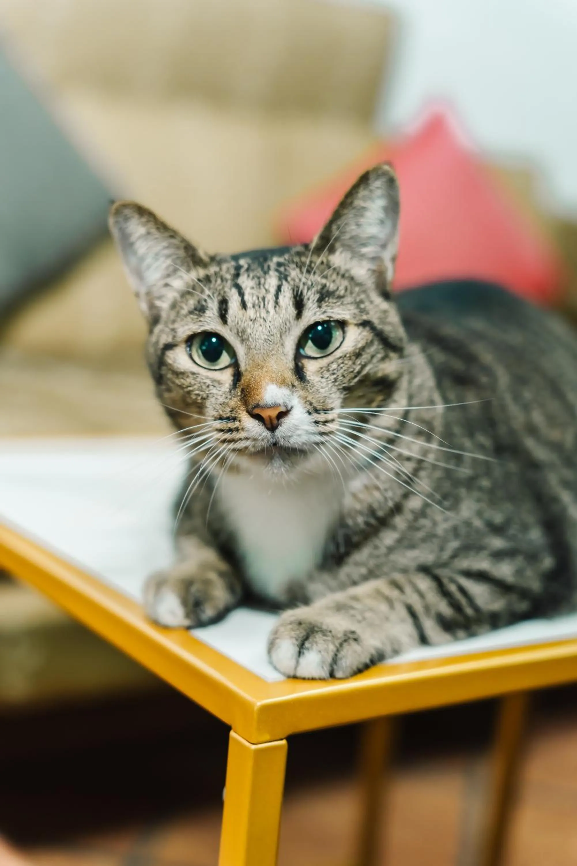 Pets in Saiyuan Residence Phuket