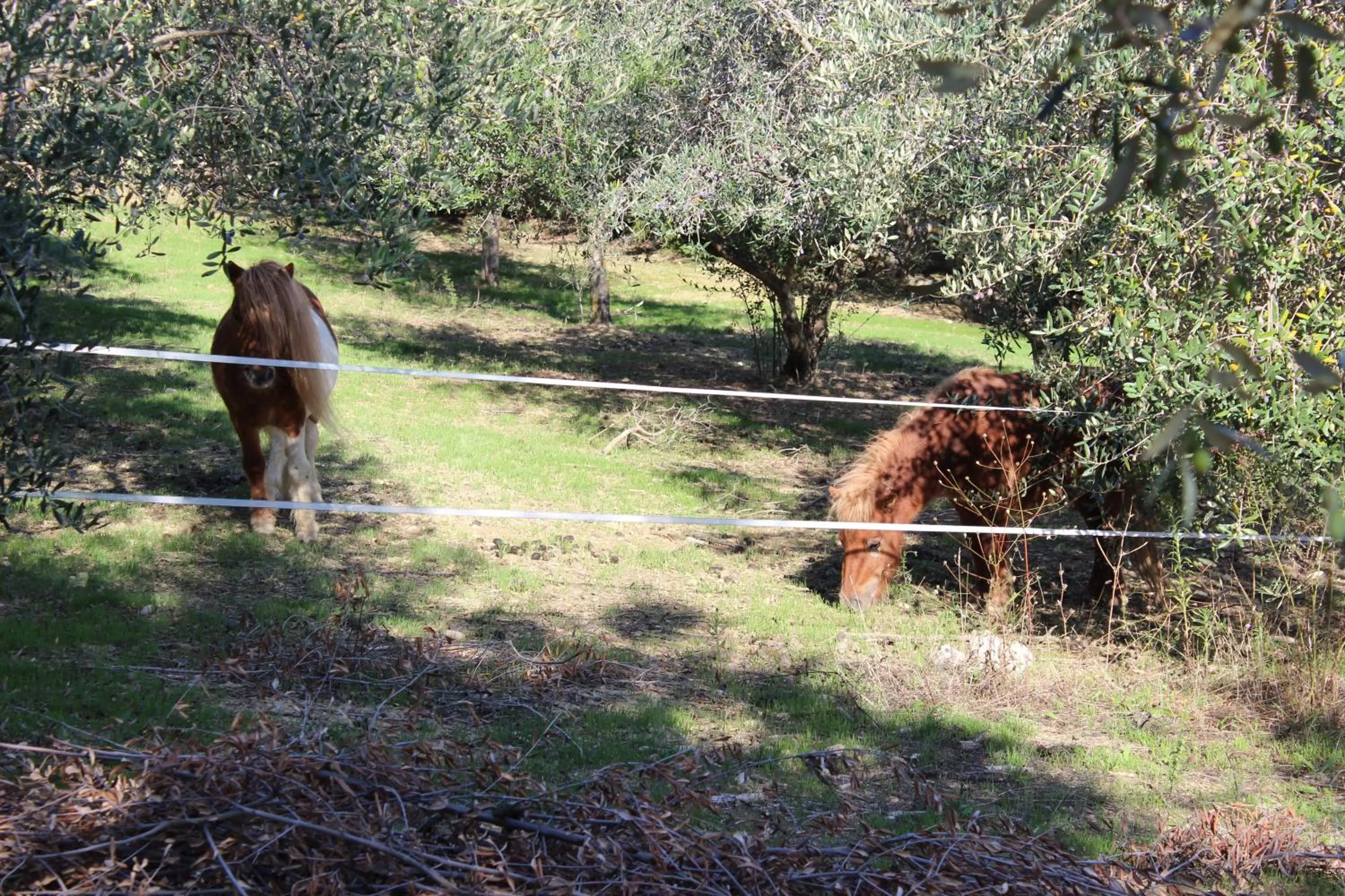 Animals in Casale delle Rose B&B Fattoria