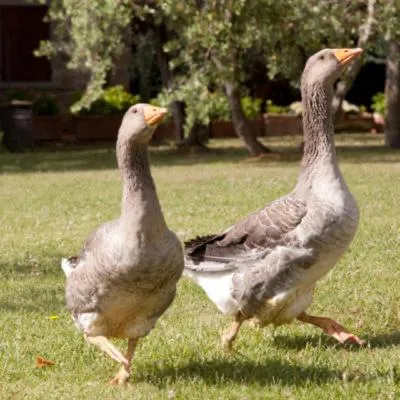 Casale delle Rose B&B Fattoria