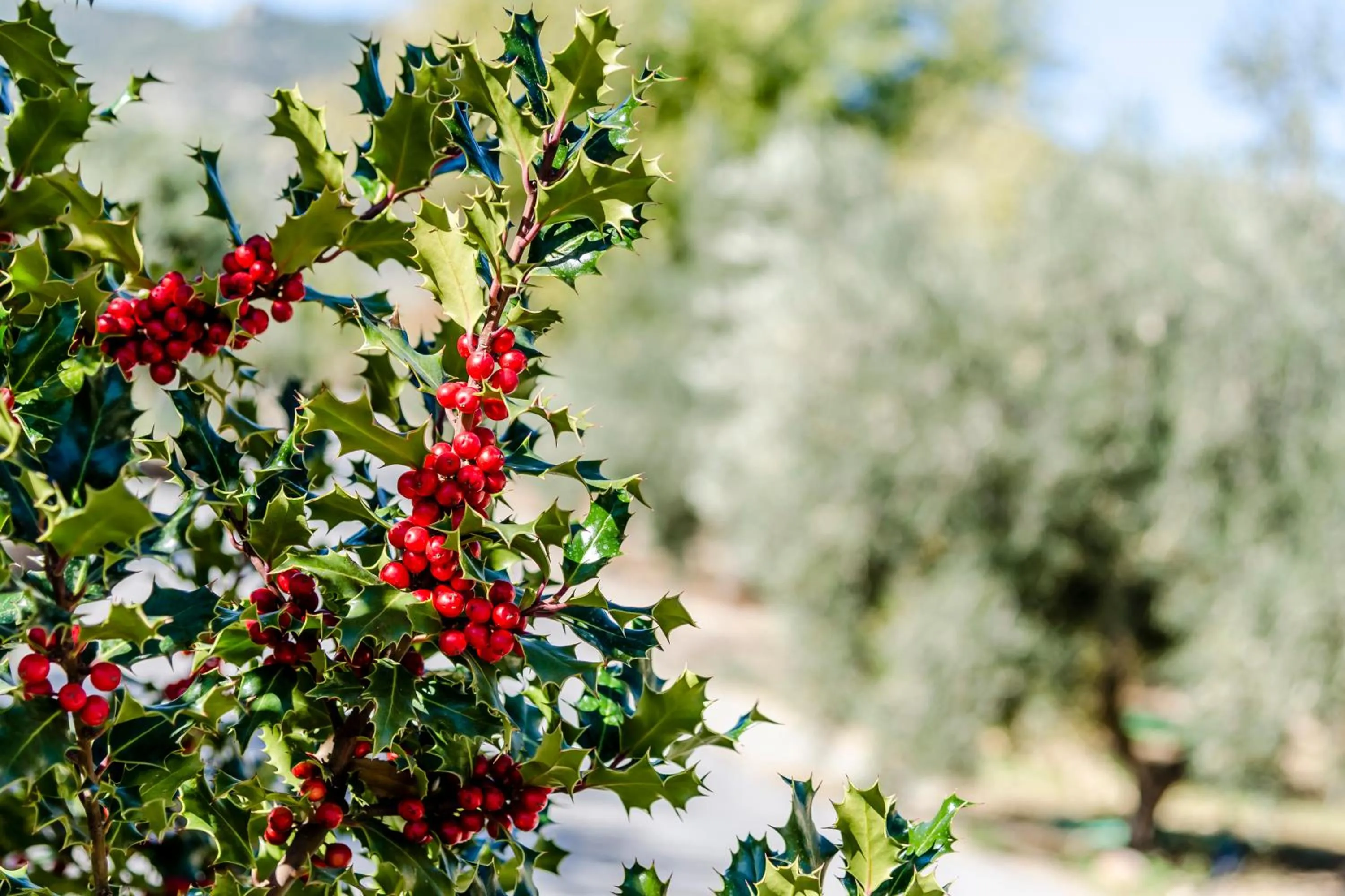 Garden in Hotel Rural Los Nogales