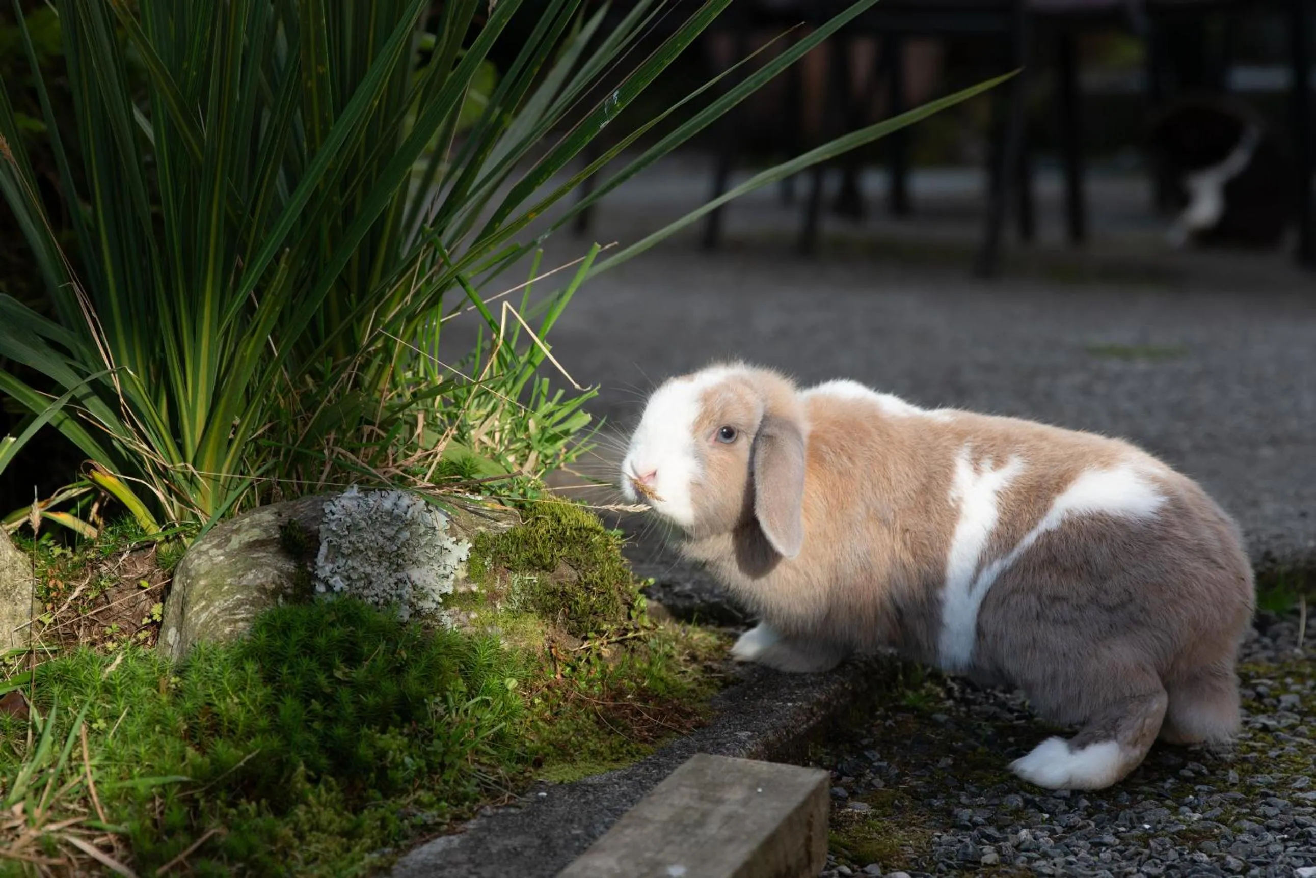 Garden in Fox Glacier Lodge
