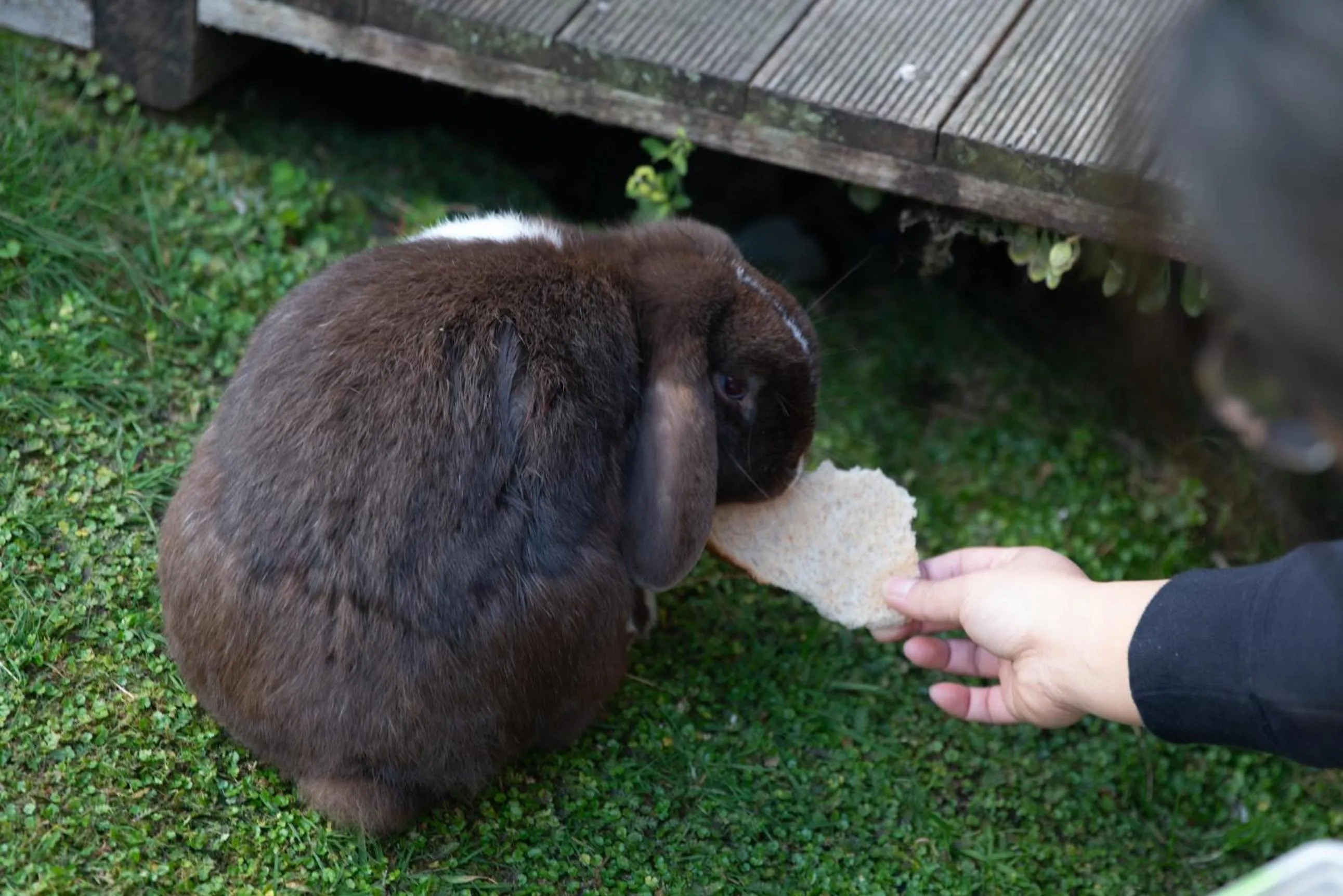 Garden view in Fox Glacier Lodge