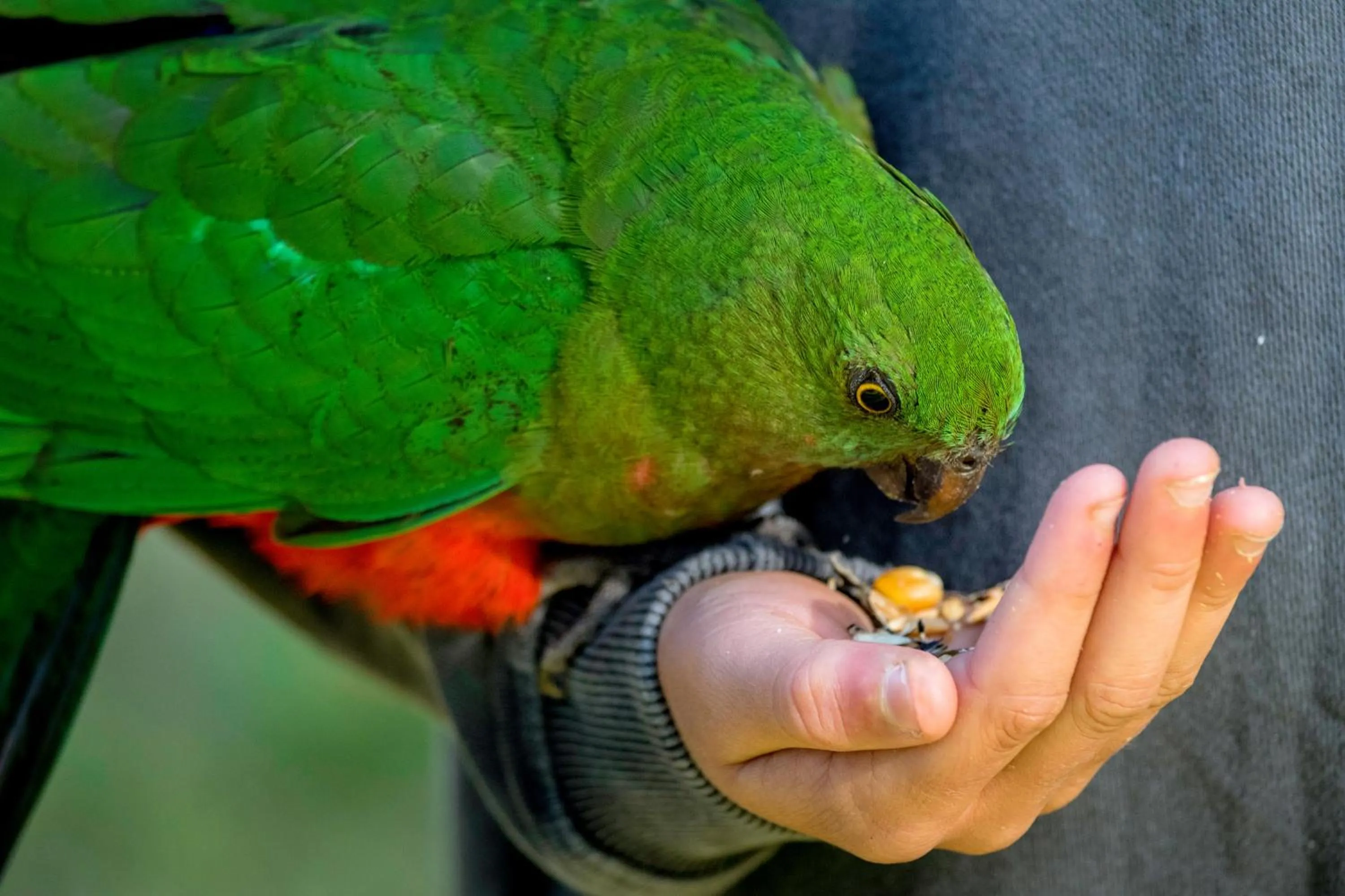 Garden in BIG4 Yarra Valley Park Lane Holiday Park