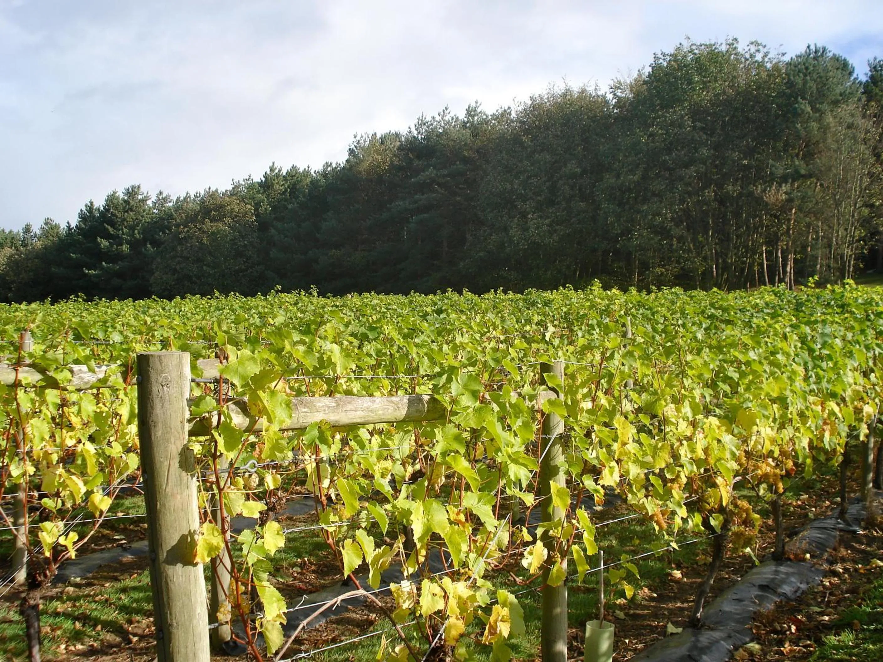 Day in Carden Park Hotel, Golf Resort and Spa