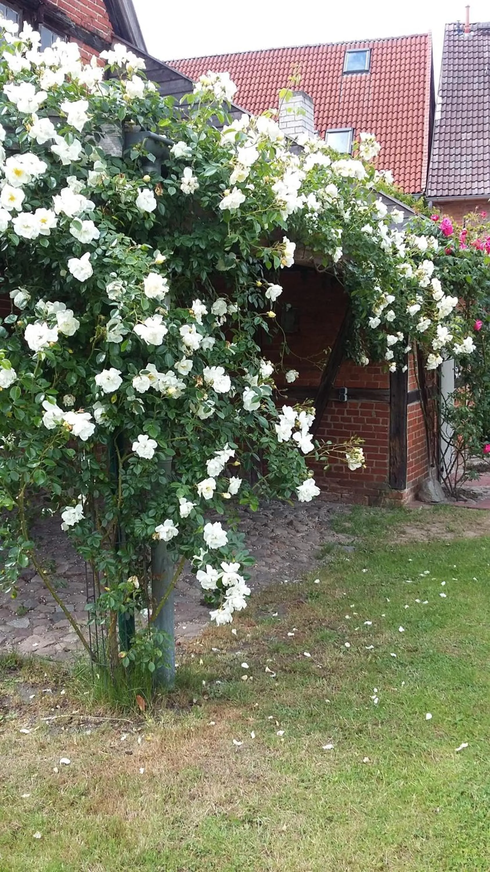 BBQ facilities in Gästehaus 22 am Klostergarten