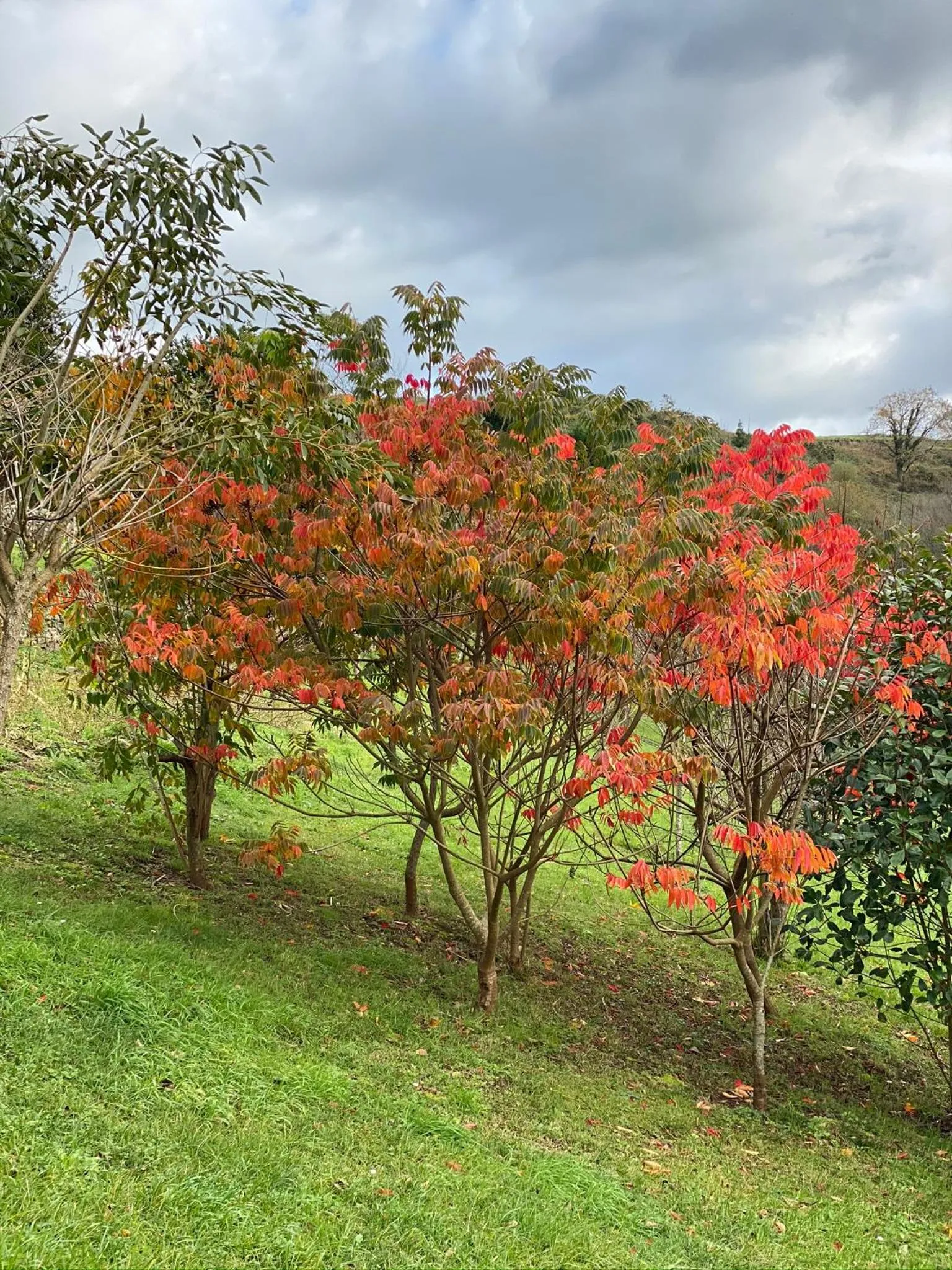 Garden in Finca Portizuelo