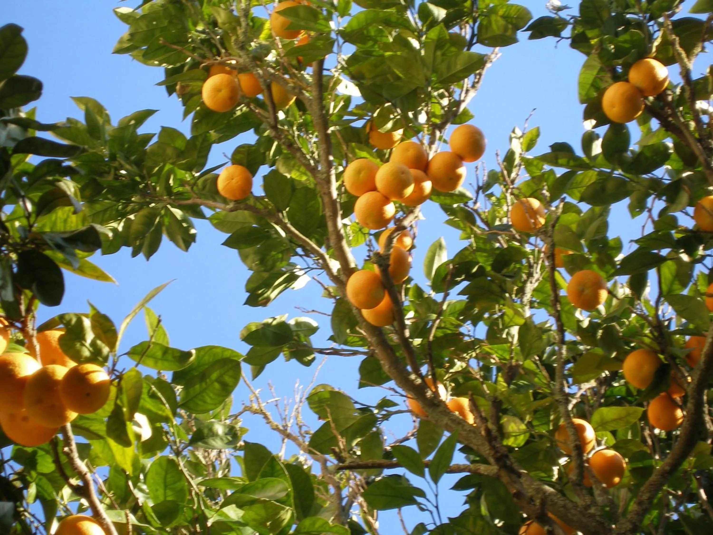 Garden in Finca Portizuelo
