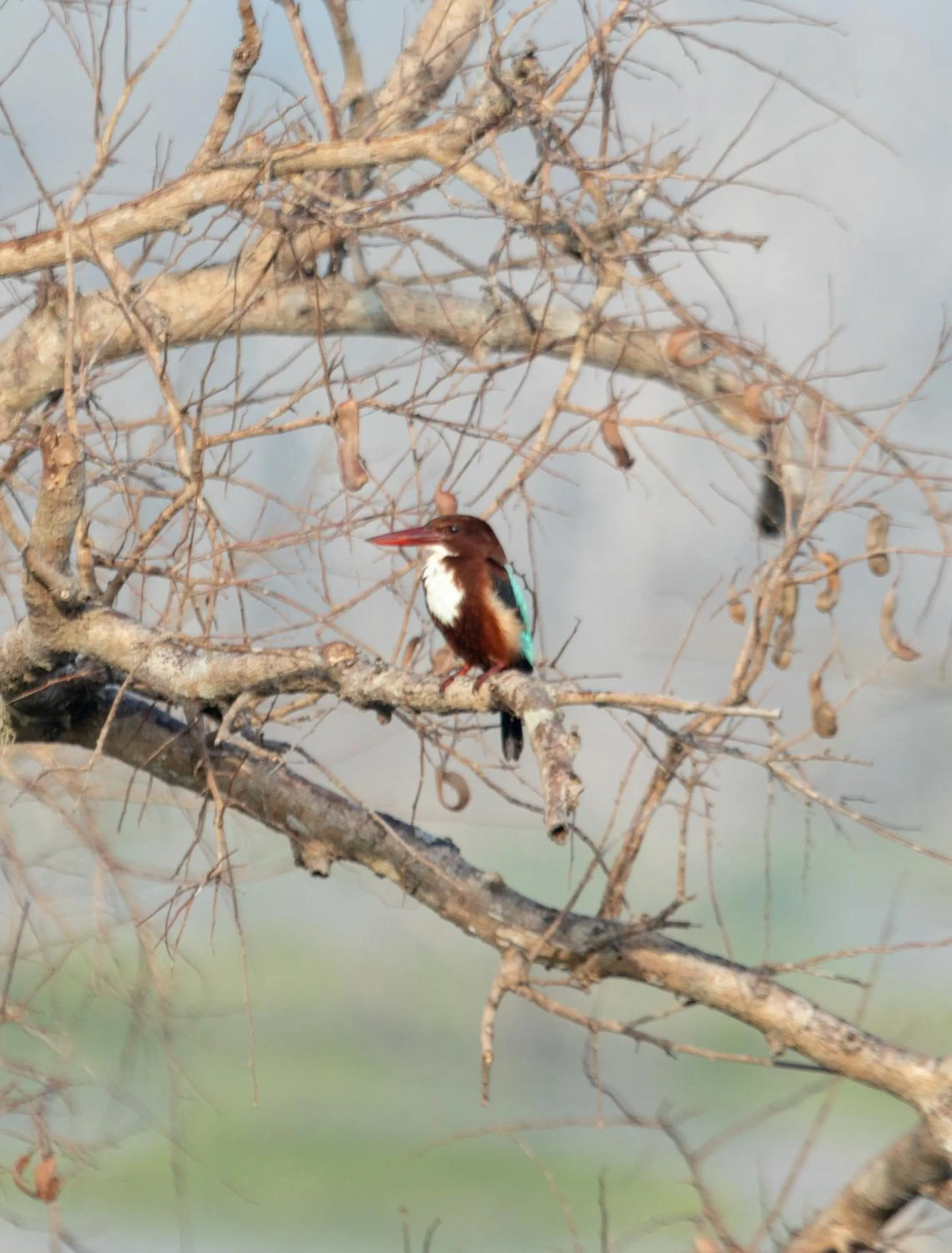 Animals in Koragaha Lodge - Yala