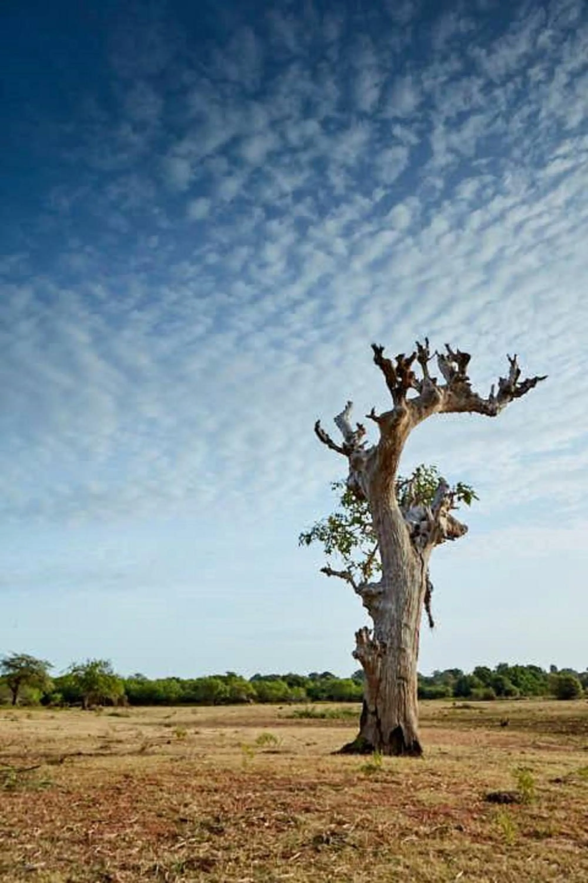 On site in Koragaha Lodge - Yala